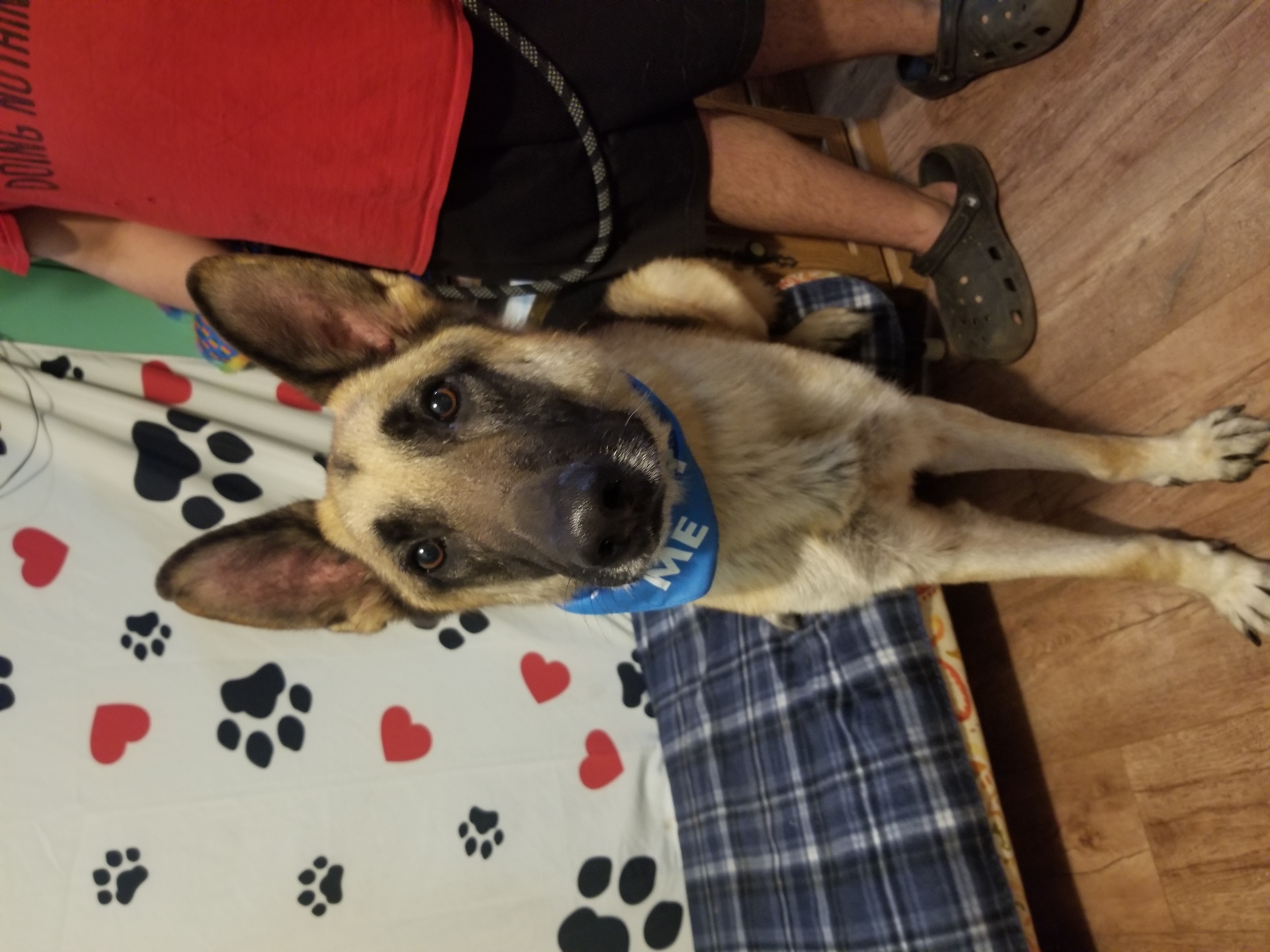 Bruce, a Adoptable German Shepherd Dog in Kokomo, IN image 2/6