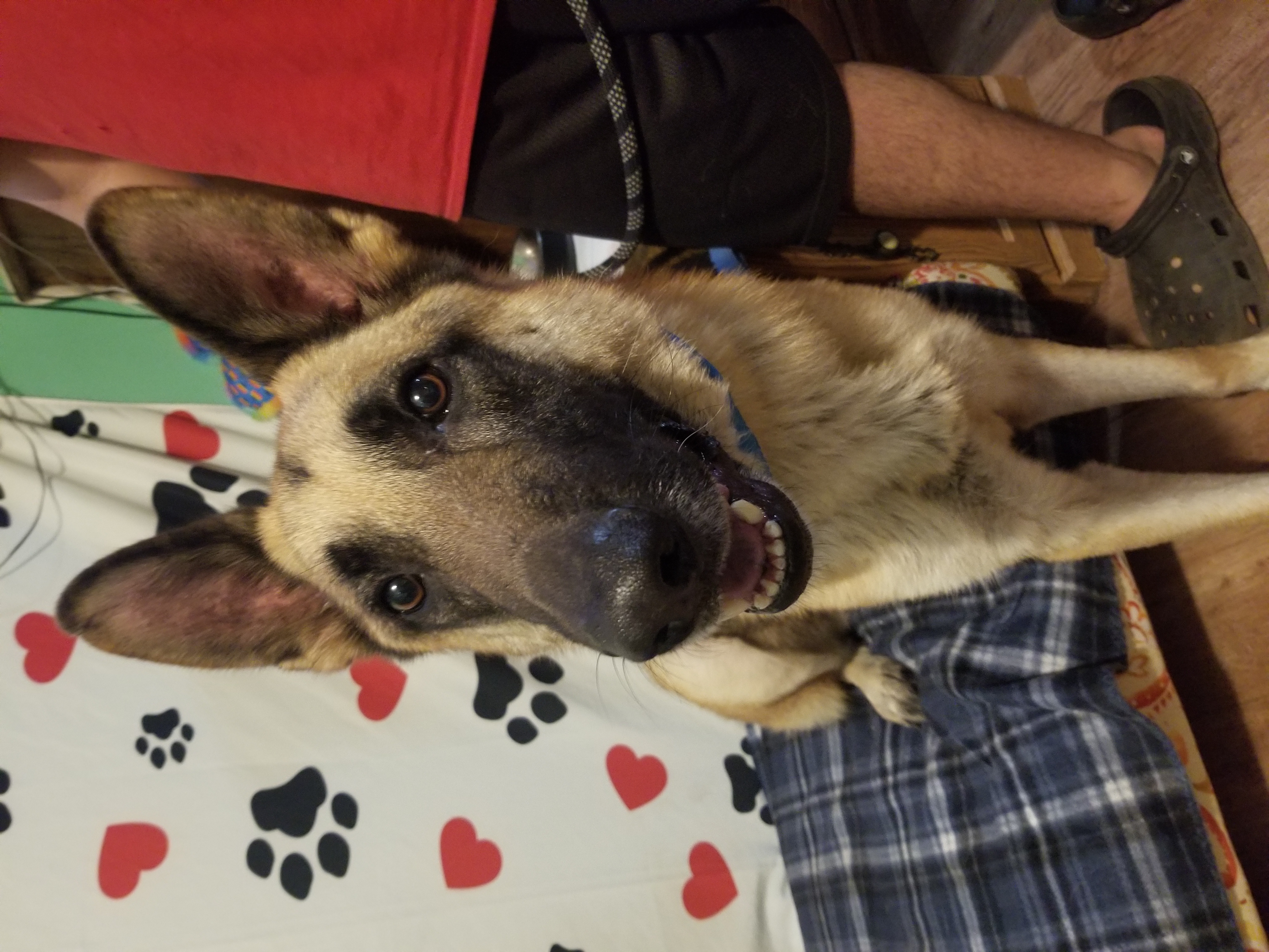 Bruce, a Adoptable German Shepherd Dog in Kokomo, IN image 1/6
