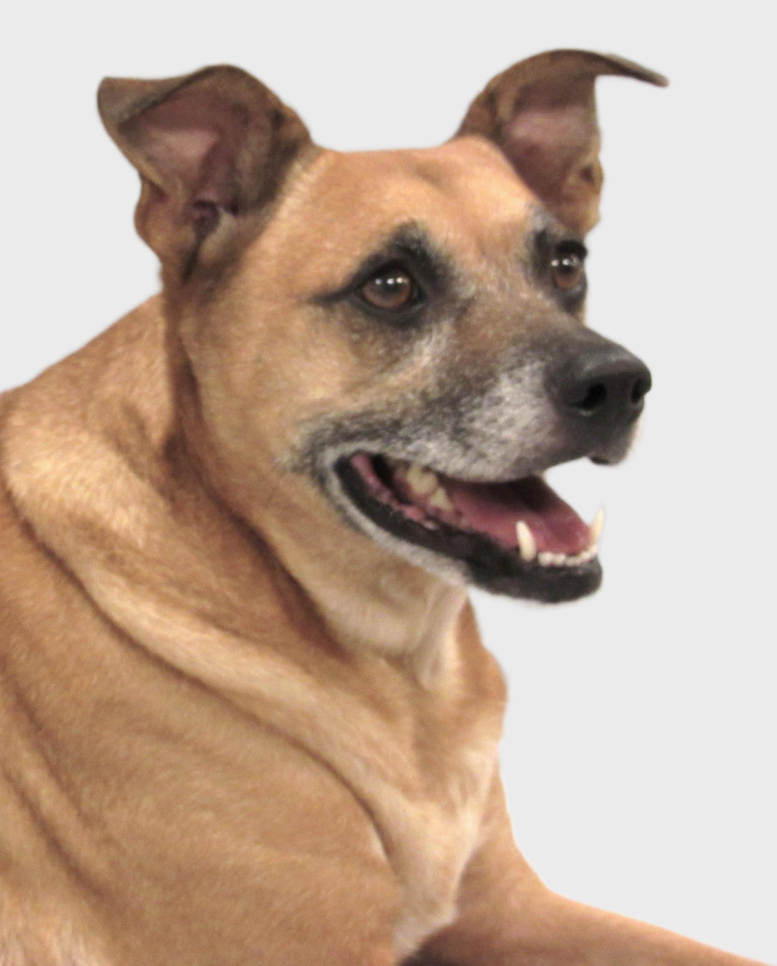 Axl, Adoptable, Senior Male Terrier & Dachshund.