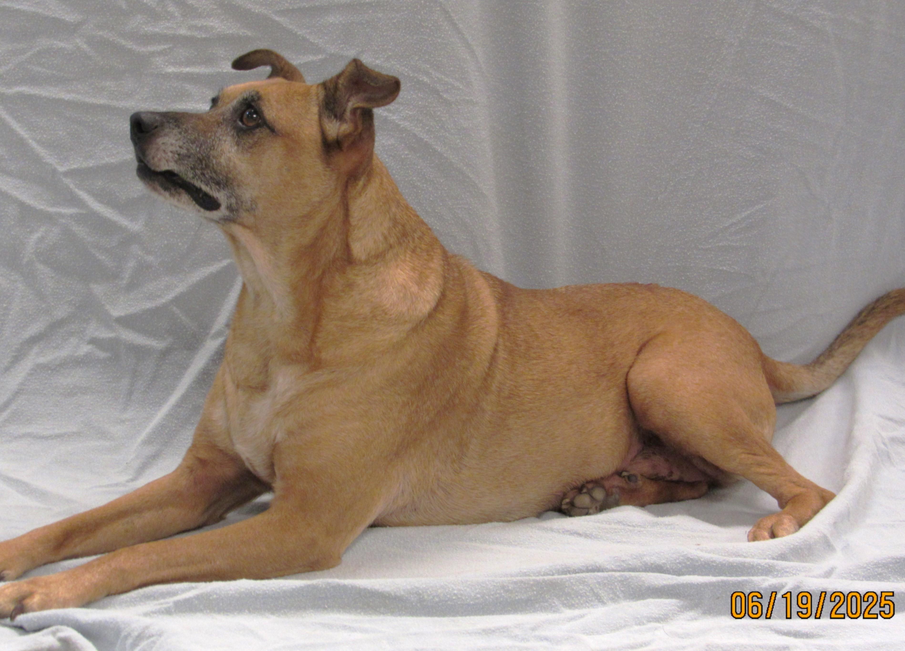 Enlarge Axl, a Adoptable mixed breed in Conroe, TX image 3/5