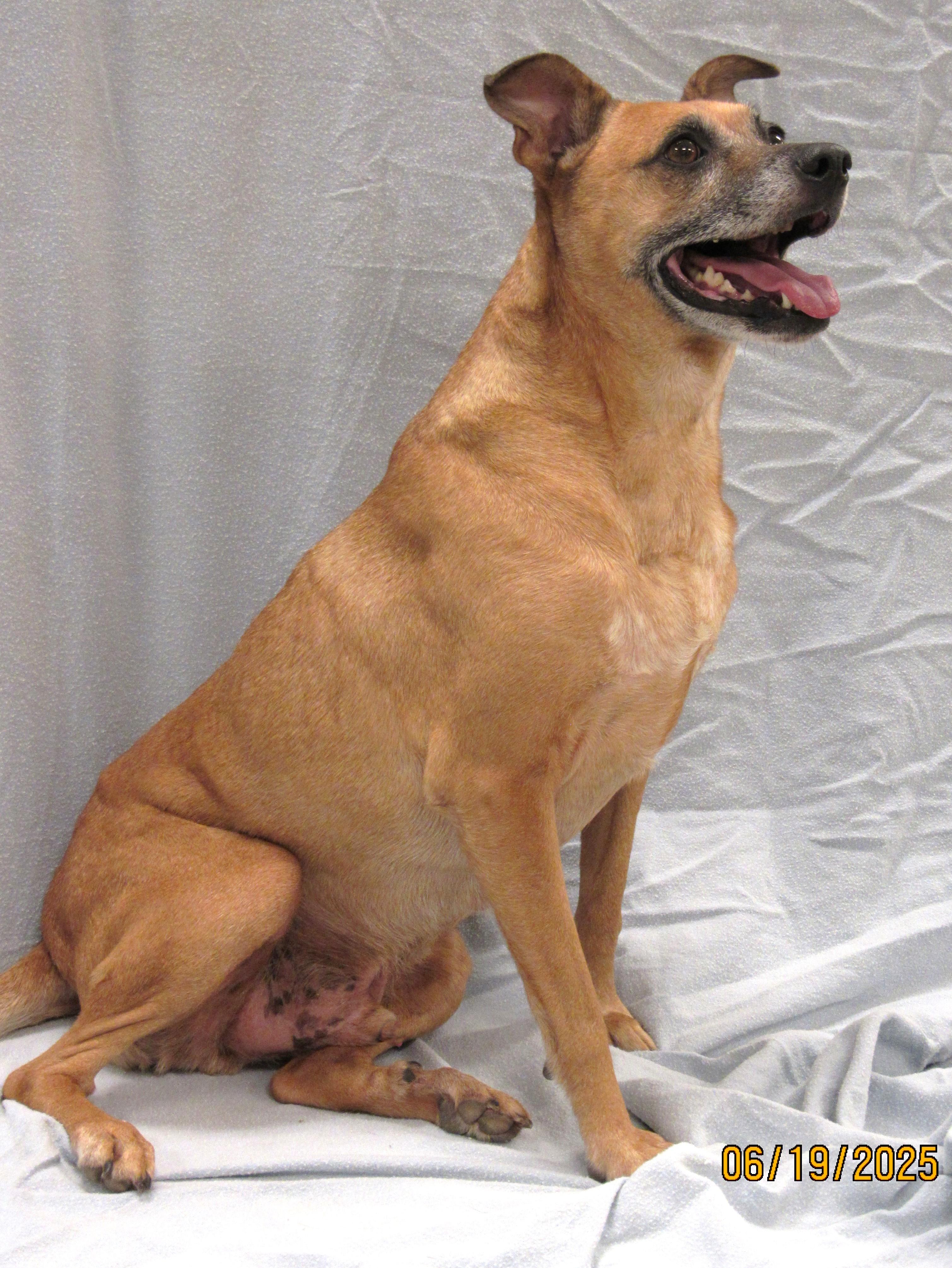 Enlarge Axl, a Adoptable mixed breed in Conroe, TX image 1/5