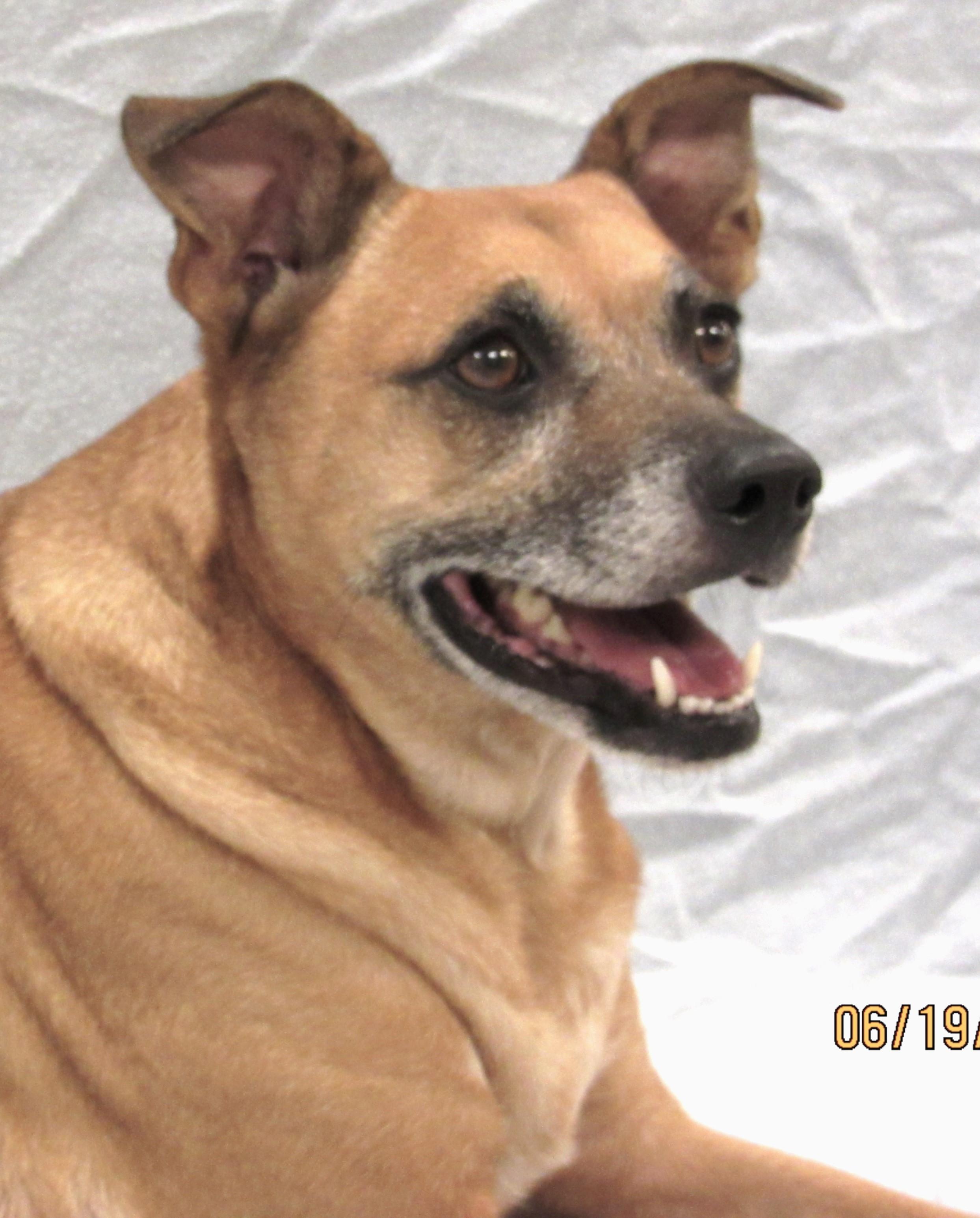 Enlarge Axl, a Adoptable mixed breed in Conroe, TX image 2/5