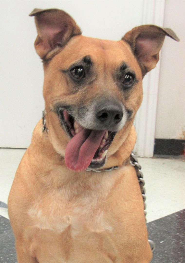Enlarge Axl, a Adoptable mixed breed in Conroe, TX image 4/5