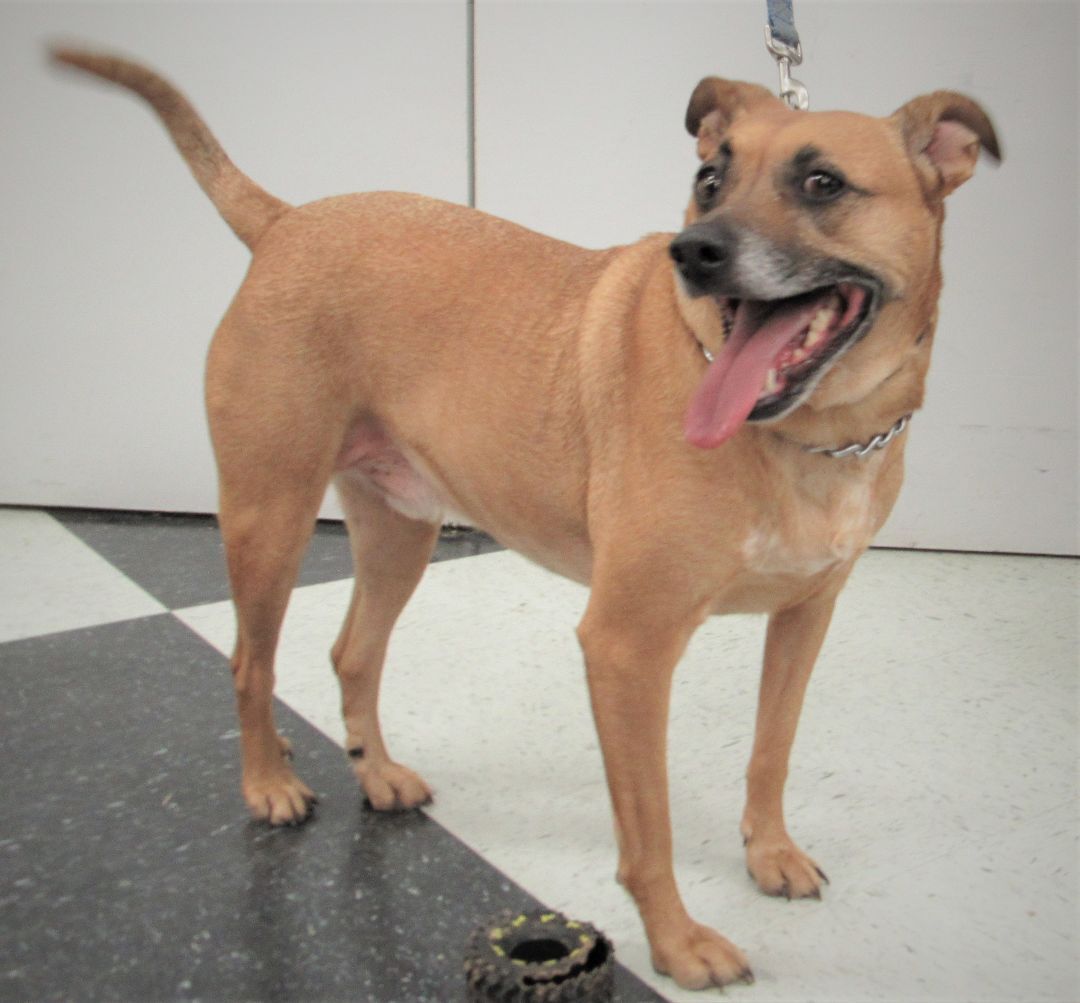 Enlarge Axl, a Adoptable mixed breed in Conroe, TX image 5/5