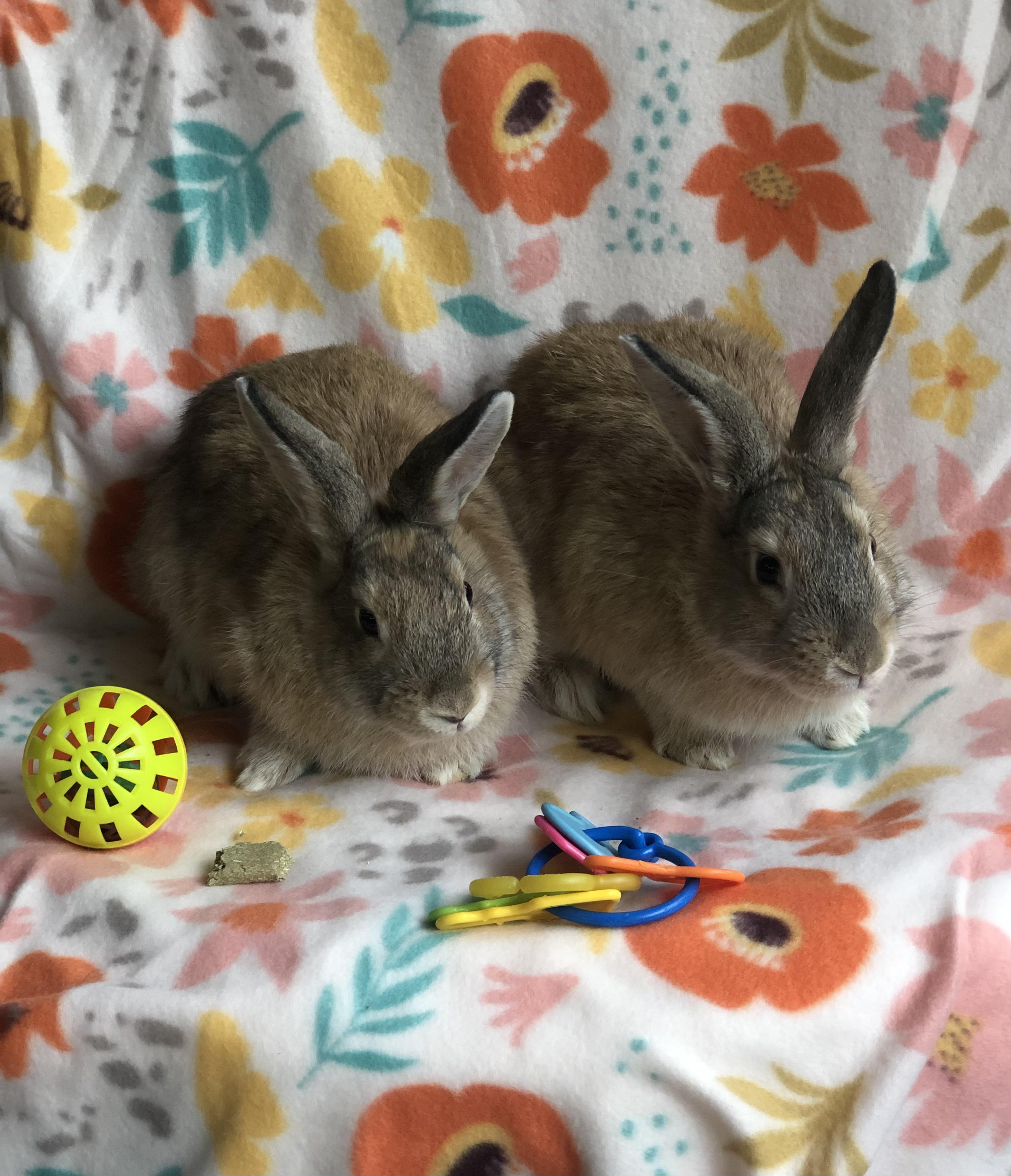 Enlarge Charizard & Pikachu, a ADOPTABLE Satin in San Antonio, TX image 6/6