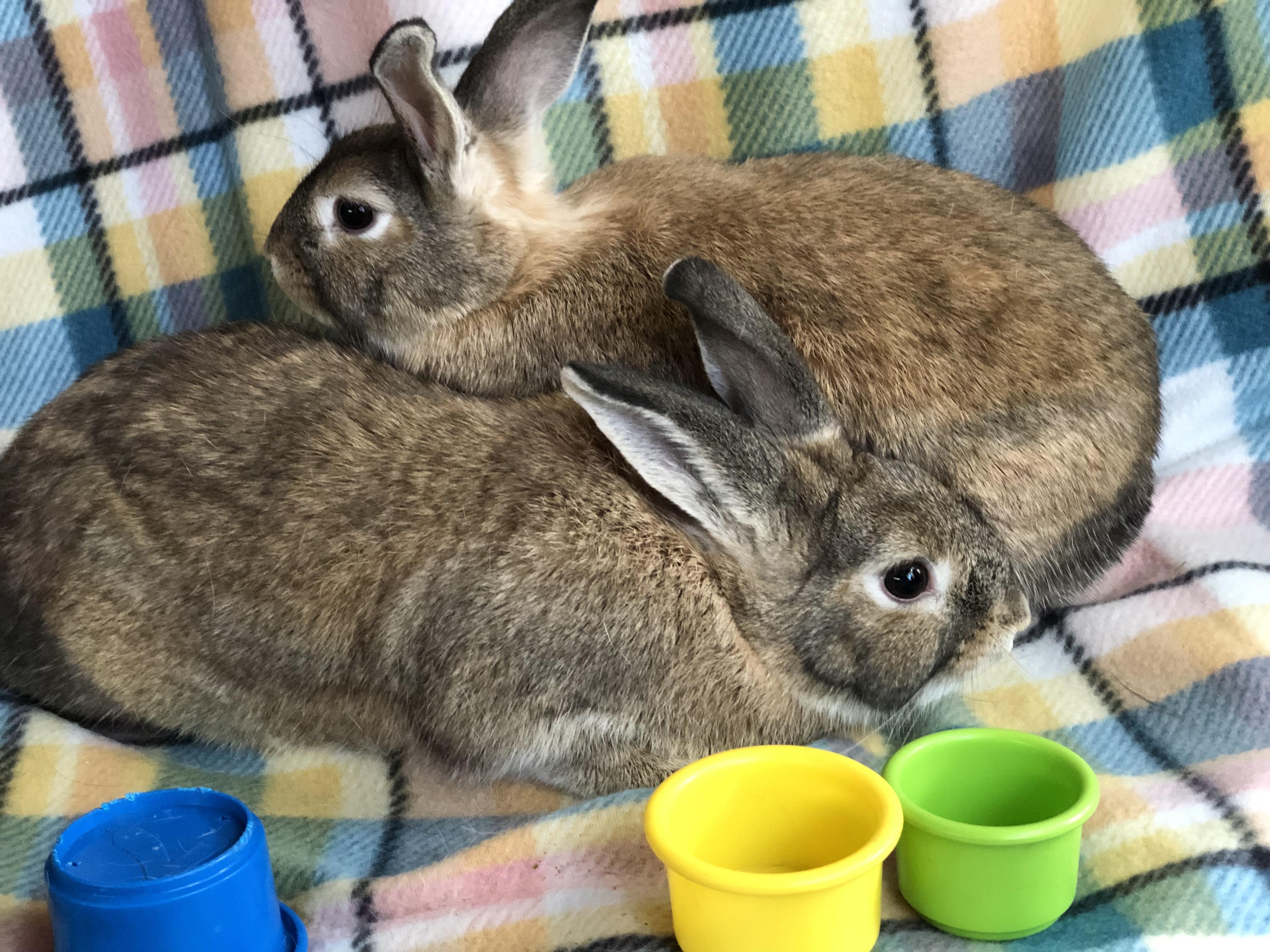 Enlarge Charizard & Pikachu, a ADOPTABLE Satin in San Antonio, TX image 5/6