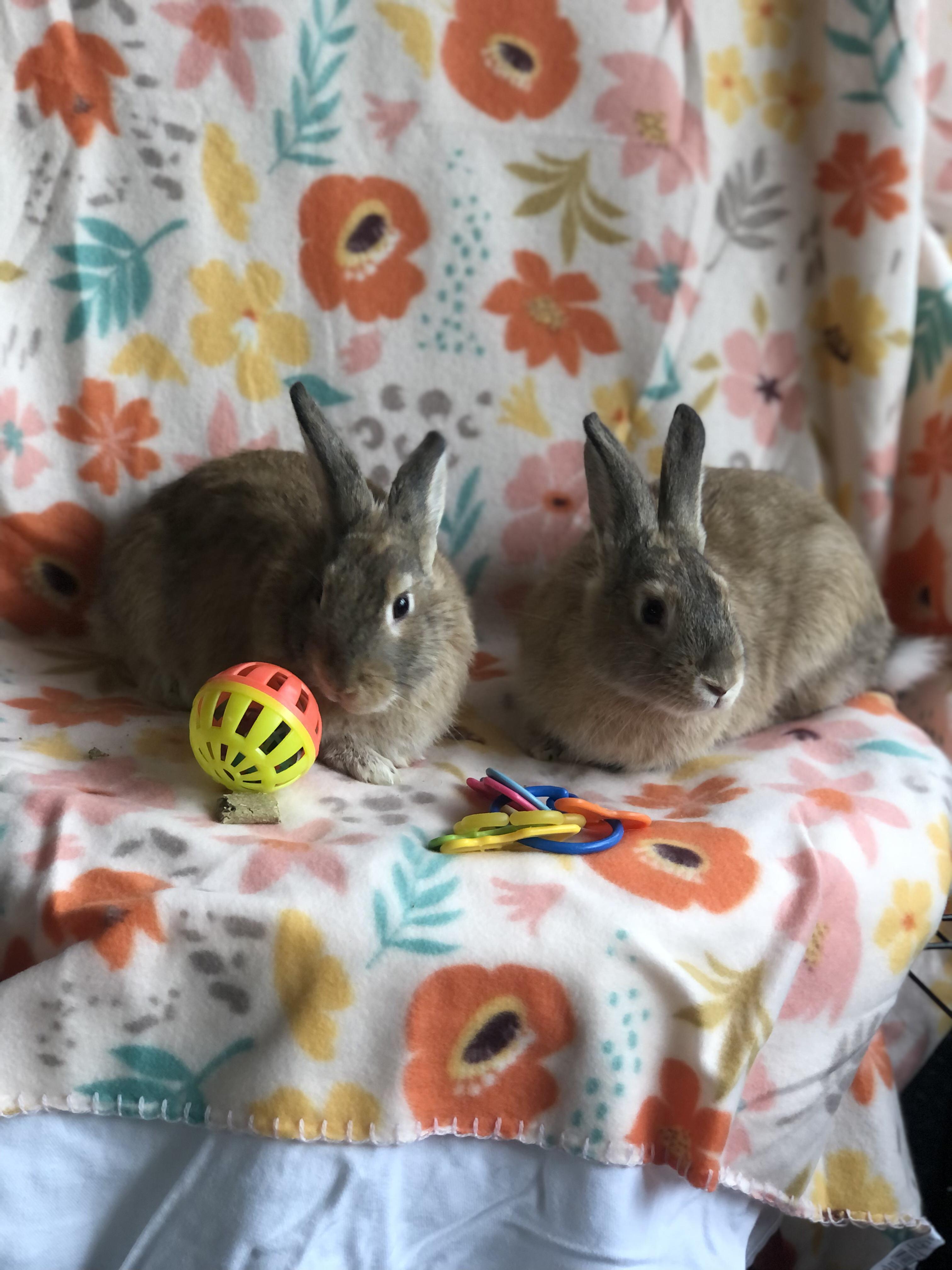 Enlarge Charizard & Pikachu, a ADOPTABLE Satin in San Antonio, TX image 2/3