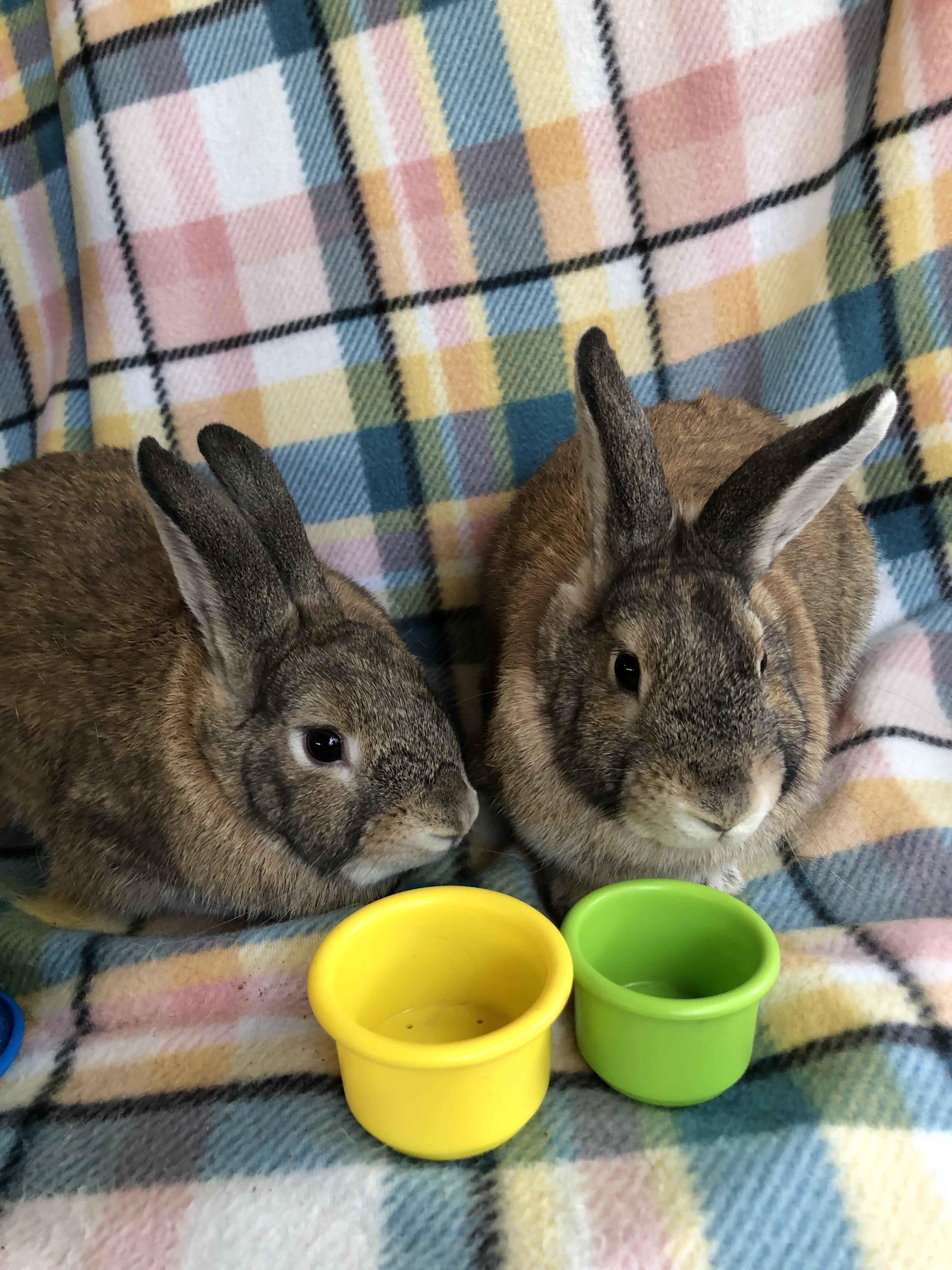 Charizard & Pikachu, ADOPTABLE, Young Male Satin.