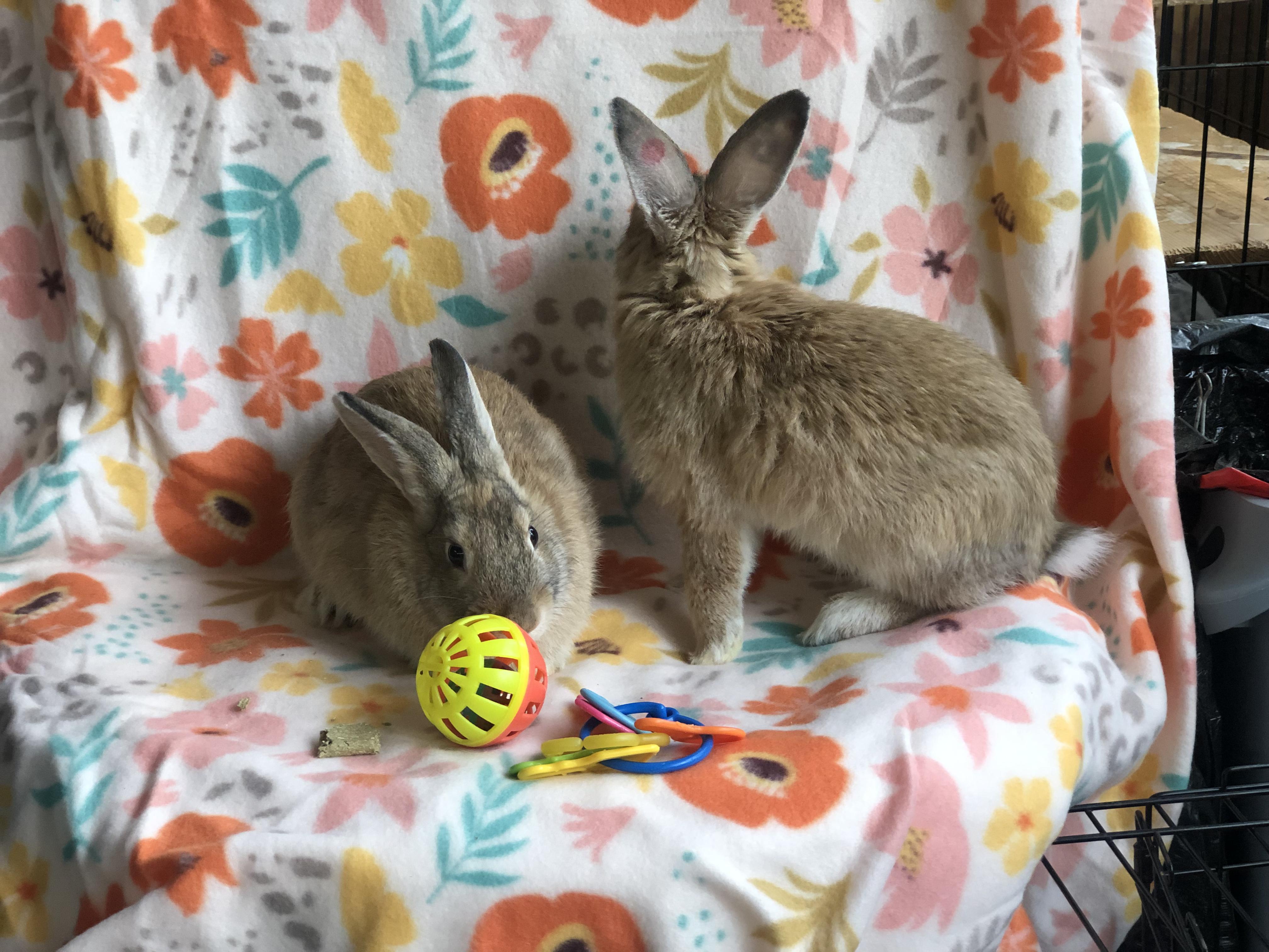 Enlarge Charizard & Pikachu, a ADOPTABLE Satin in San Antonio, TX image 3/3