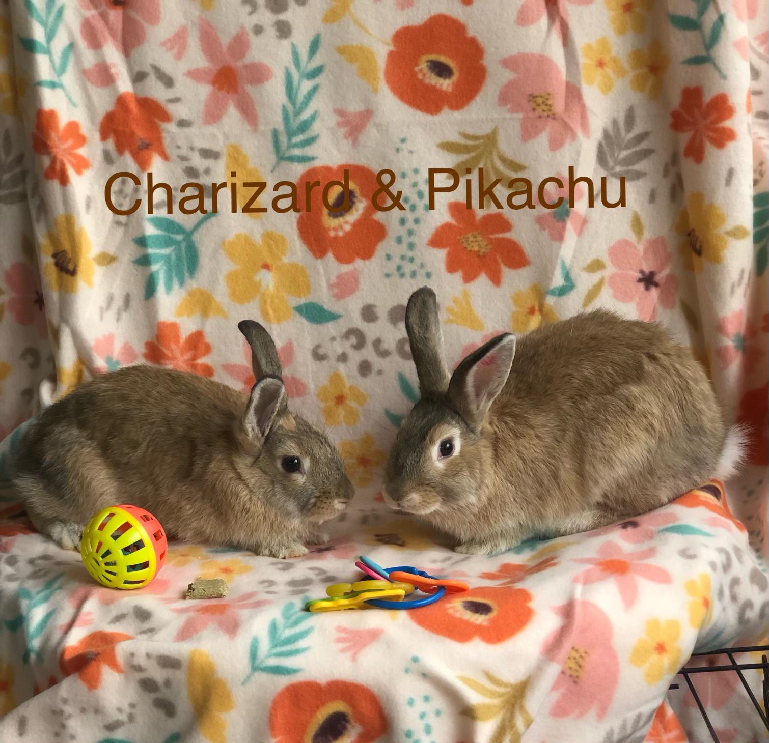 Enlarge Charizard & Pikachu, a ADOPTABLE Satin in San Antonio, TX image 1/3