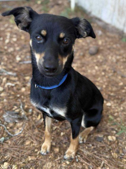 Enlarge Tilly, a Adoptable mixed breed in Putnam, CT image 2/6