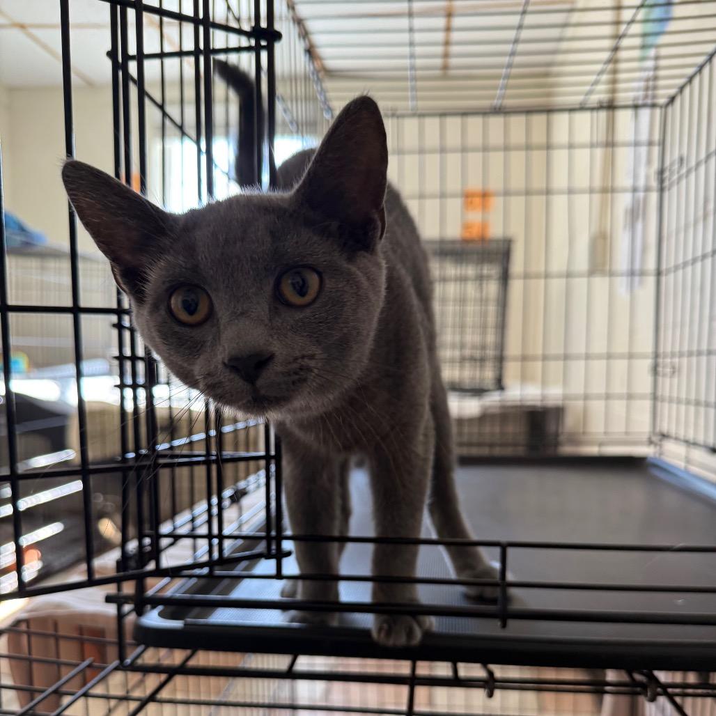 Juice, Adoptable, Kitten Male Domestic Short Hair.