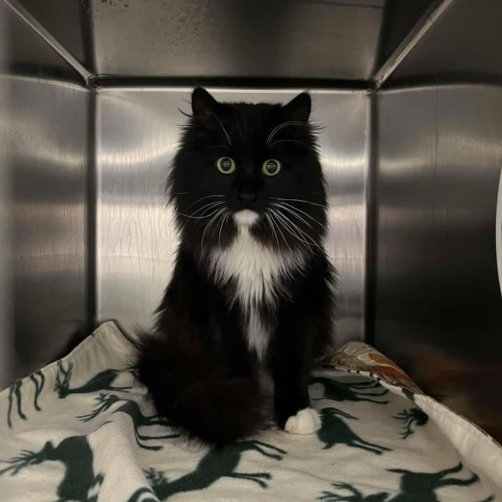 Enlarge Elphie, a Adoptable Domestic Long Hair in Rexburg, ID image 1/2