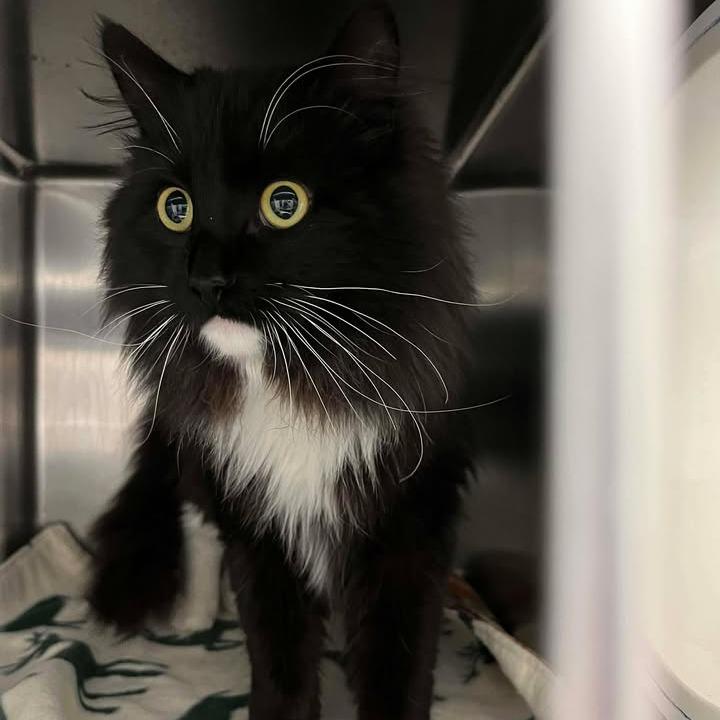 Enlarge Elphie, a Adoptable Domestic Long Hair in Rexburg, ID image 2/2