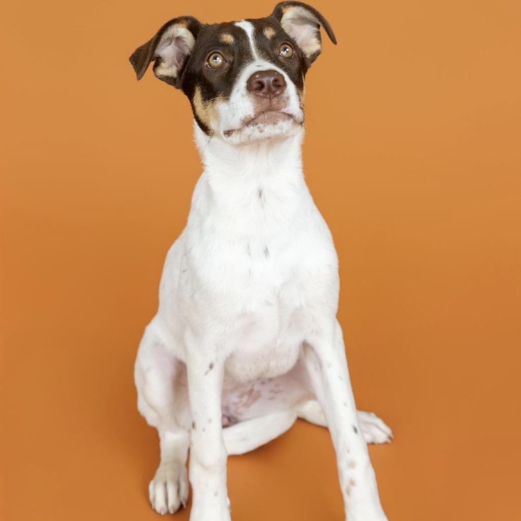 Maggie, Adoptable, Puppy Female Mixed Breed.