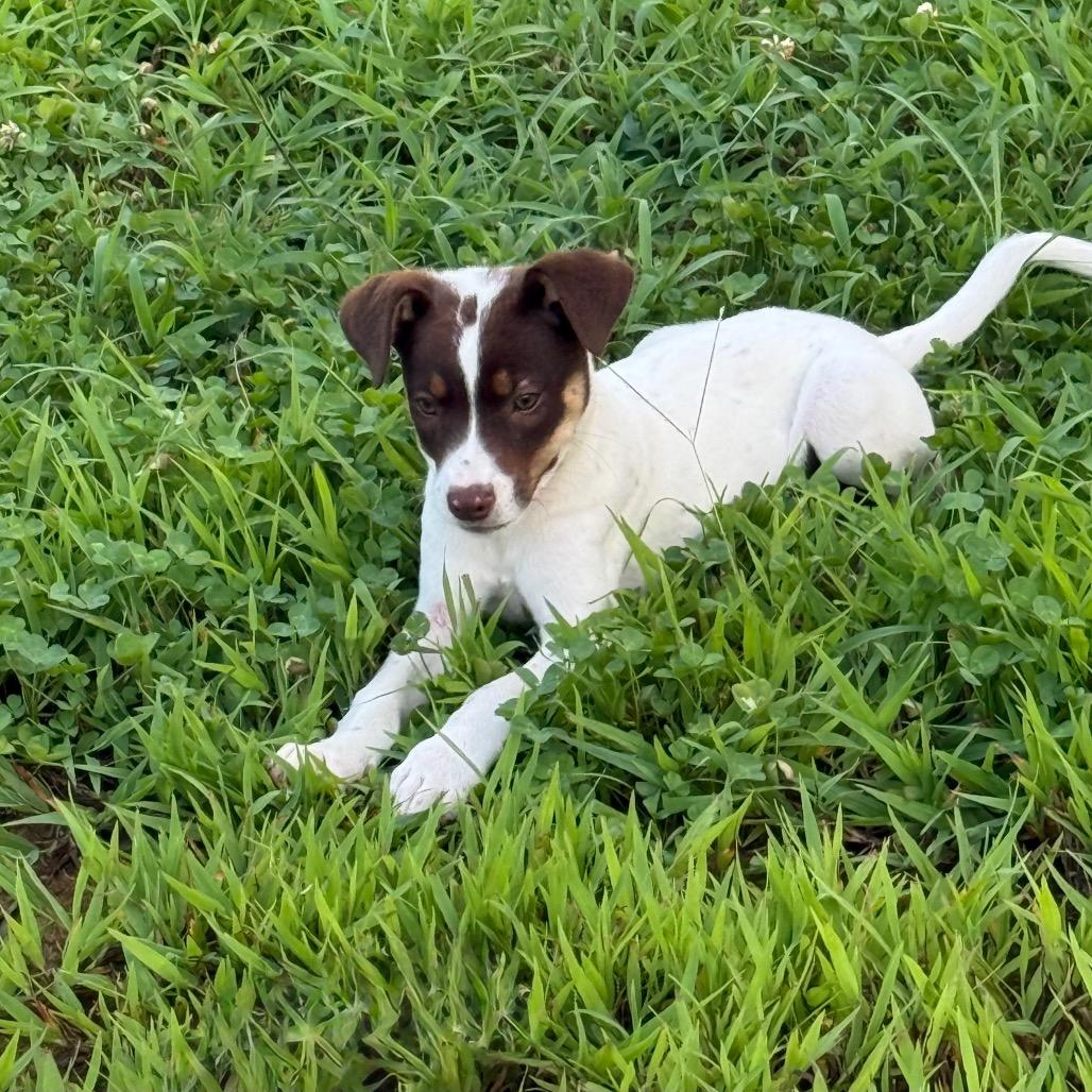 Enlarge Maggie, a Adoptable Mixed Breed in Southside, TN image 2/6