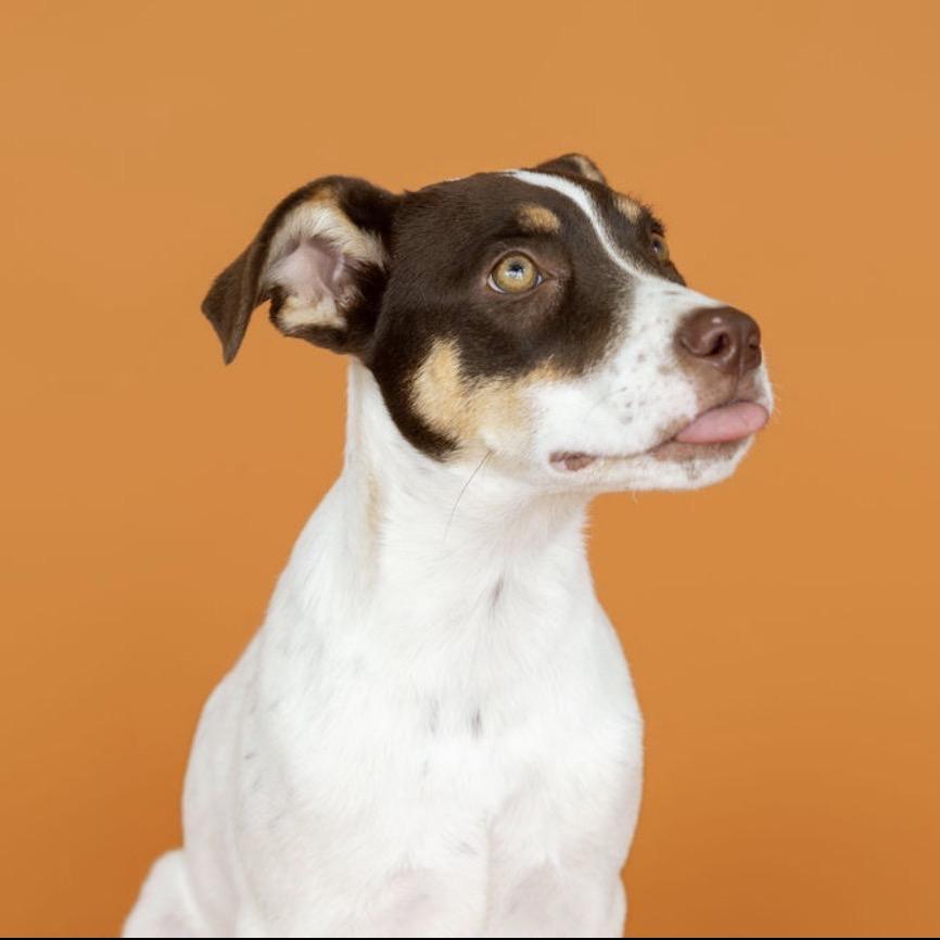 Enlarge Maggie, a Adoptable Mixed Breed in Southside, TN image 5/6