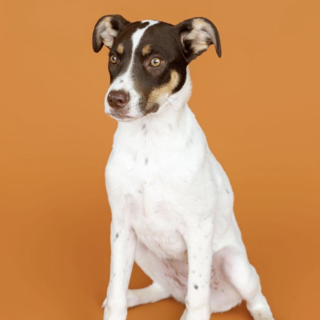 Enlarge Maggie, a Adoptable Mixed Breed in Southside, TN image 6/6