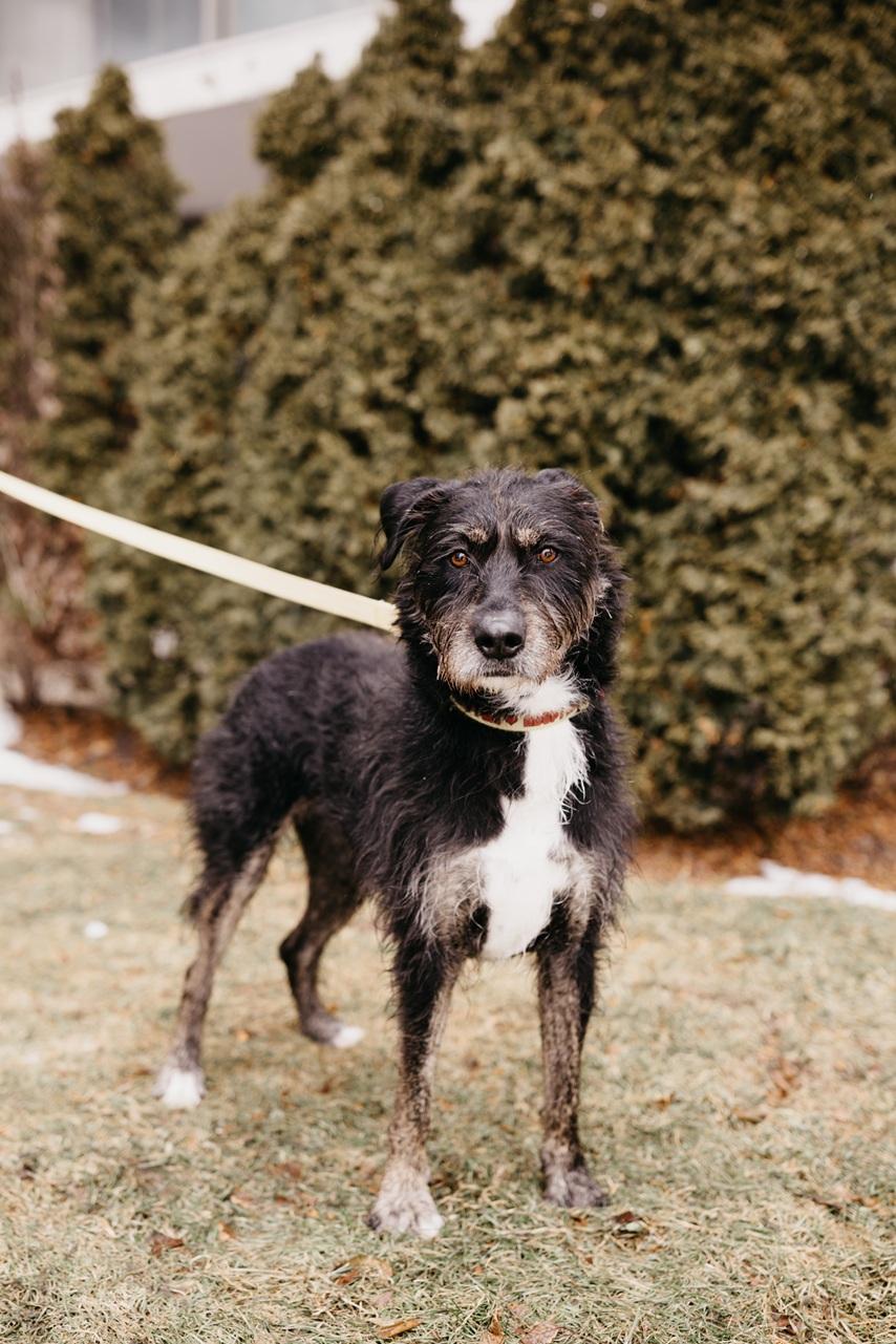 Enlarge Kika, a Adoptable mixed breed in Mississauga, ON image 3/5