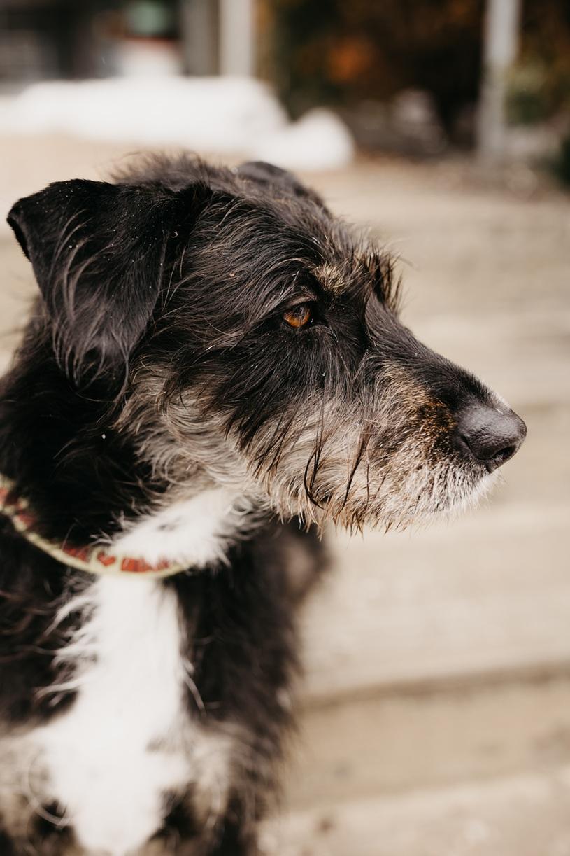 Enlarge Kika, a Adoptable mixed breed in Mississauga, ON image 4/5