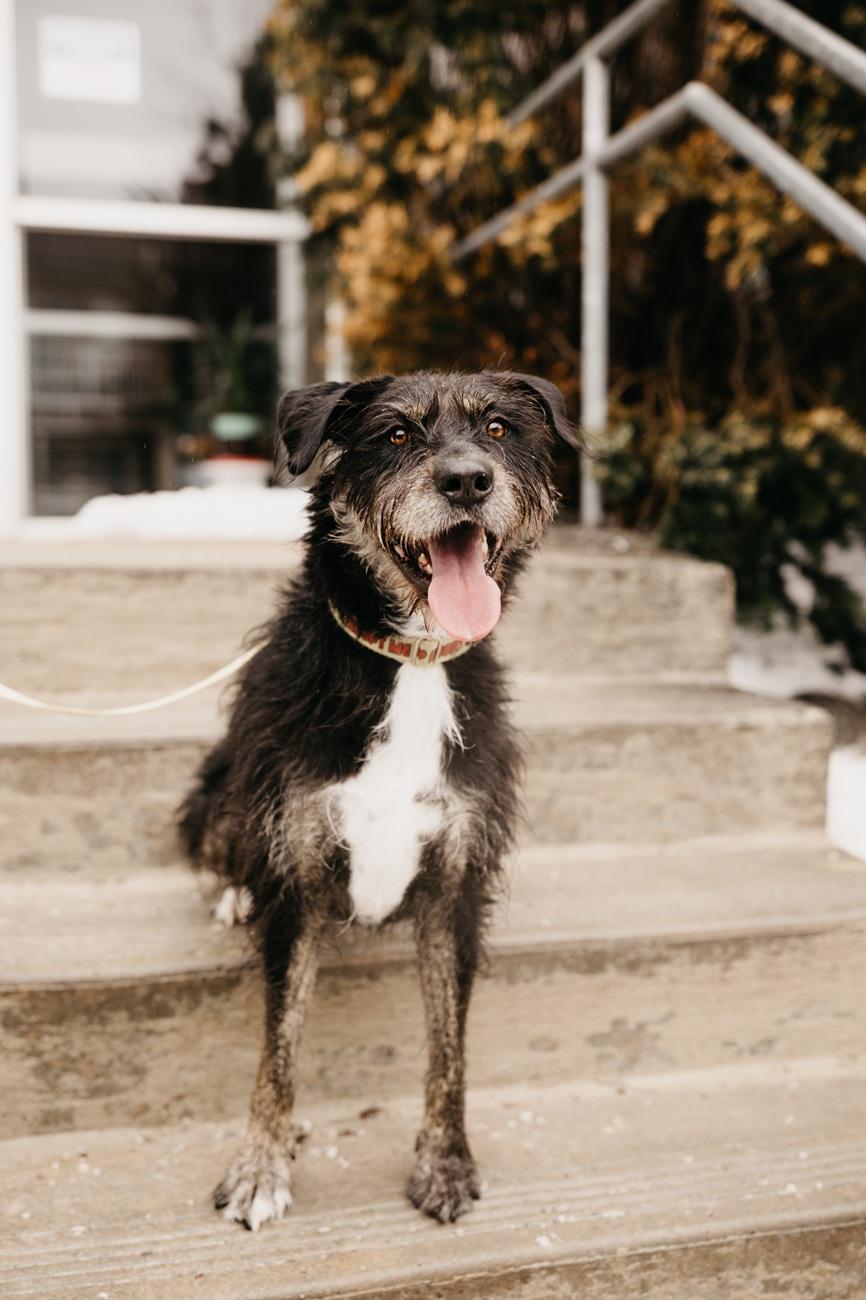 Kika, Adoptable, Adult Female Mixed Breed.