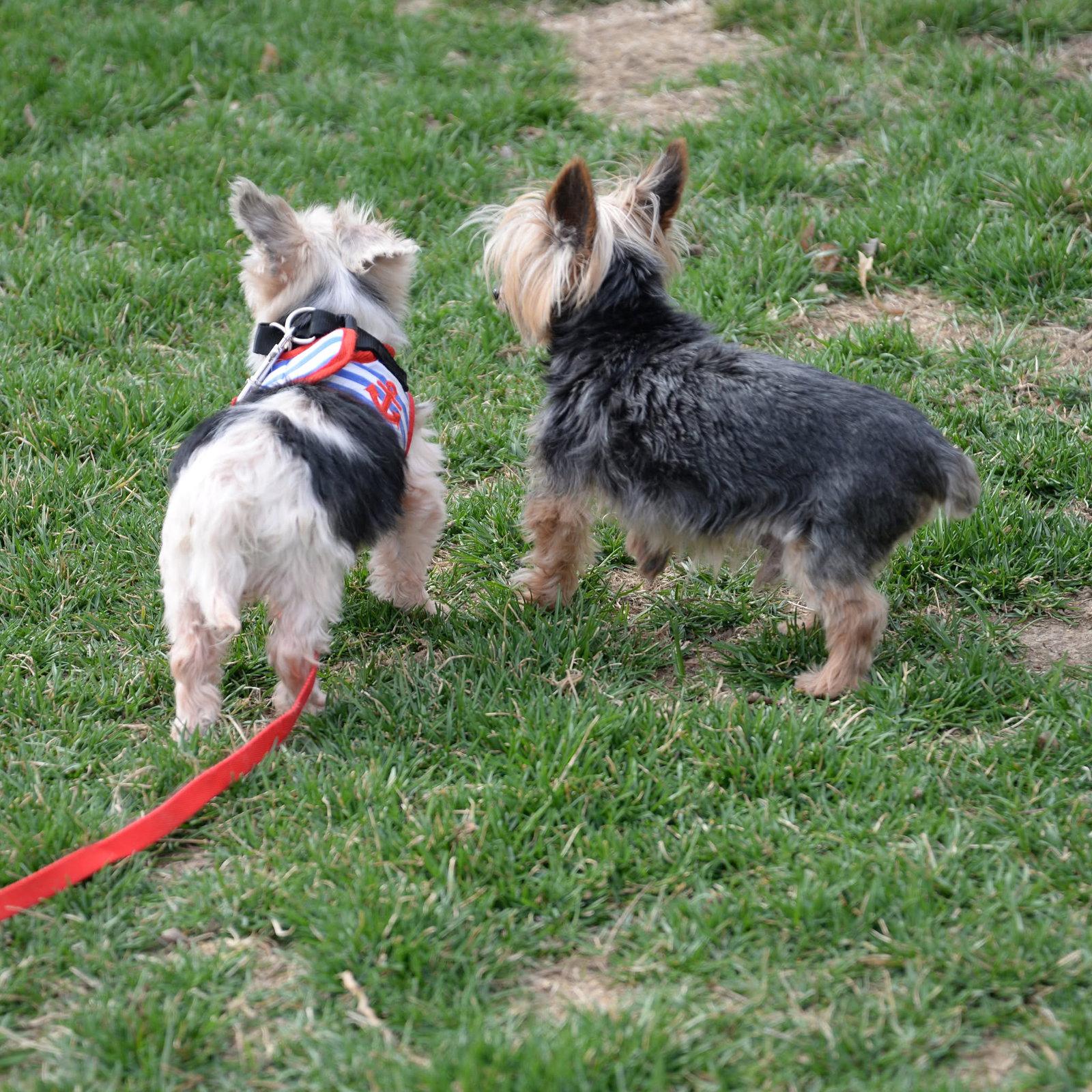 Enlarge Gilligan, a Adoptable Yorkshire Terrier in Gretna, NE image 1/3