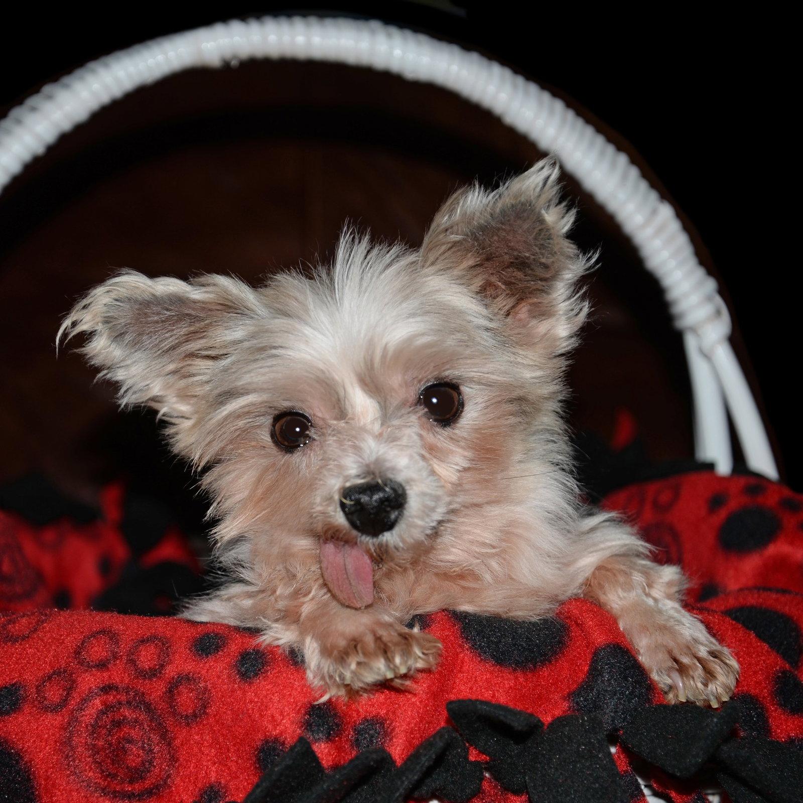 Enlarge Gilligan, a Adoptable Yorkshire Terrier in Gretna, NE image 2/3