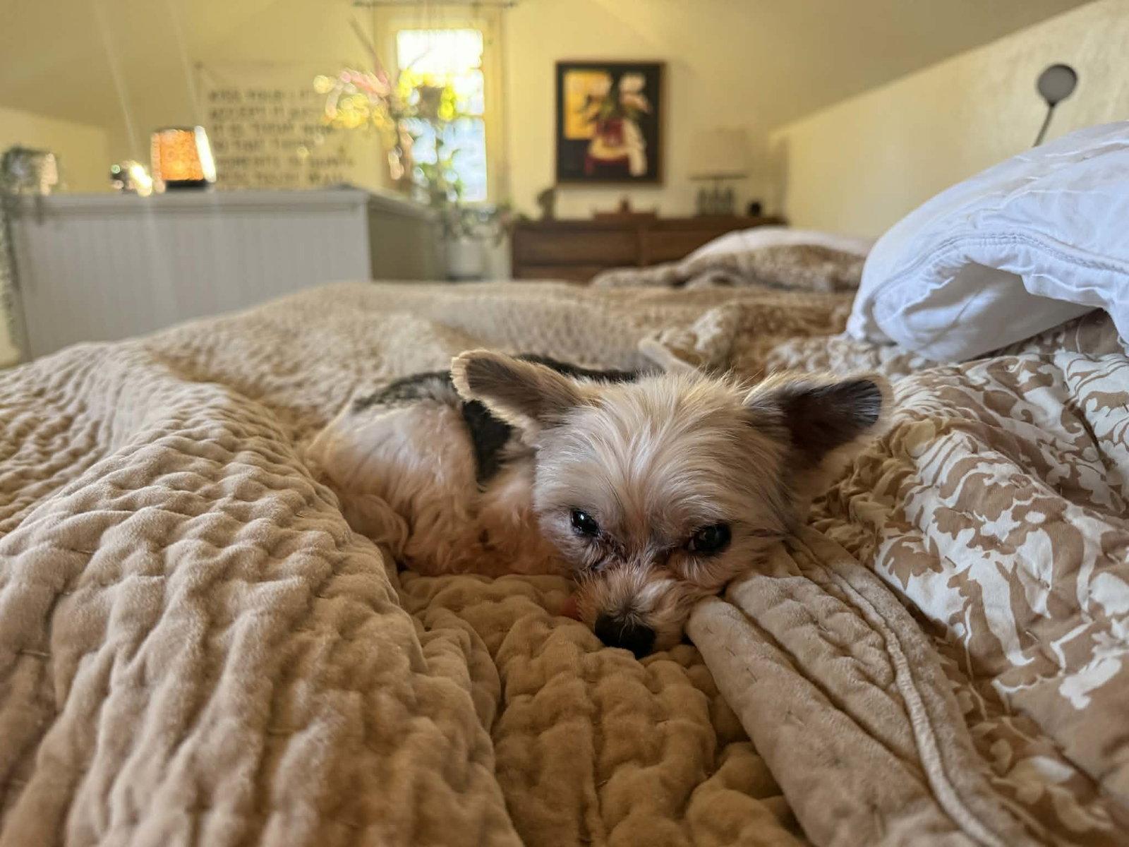 Enlarge Gilligan, a Adoptable Yorkshire Terrier in Gretna, NE image 3/3