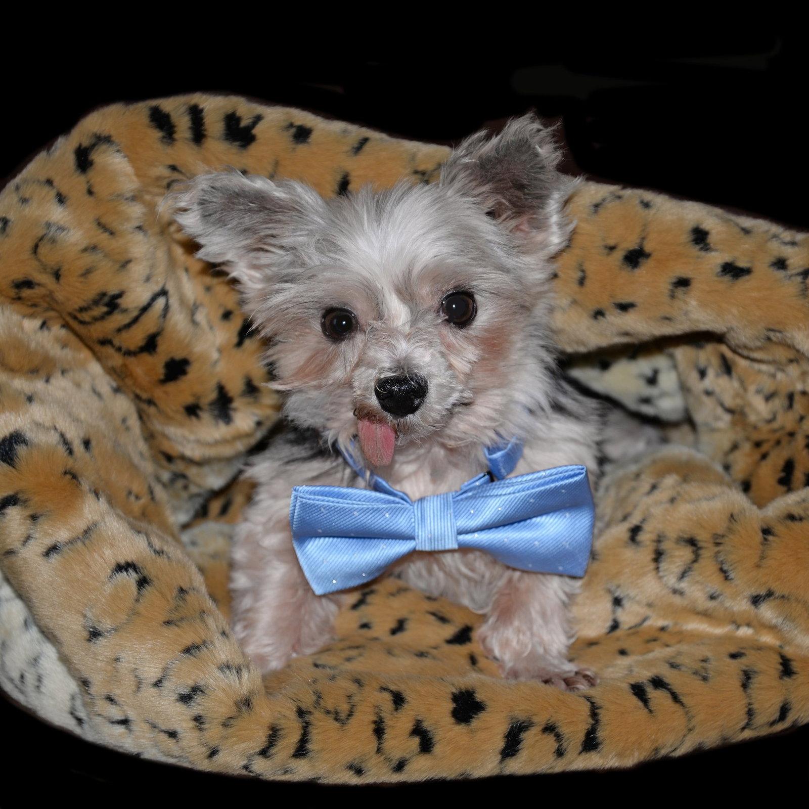 Enlarge Gilligan, a Adoptable Yorkshire Terrier in Gretna, NE image 2/3