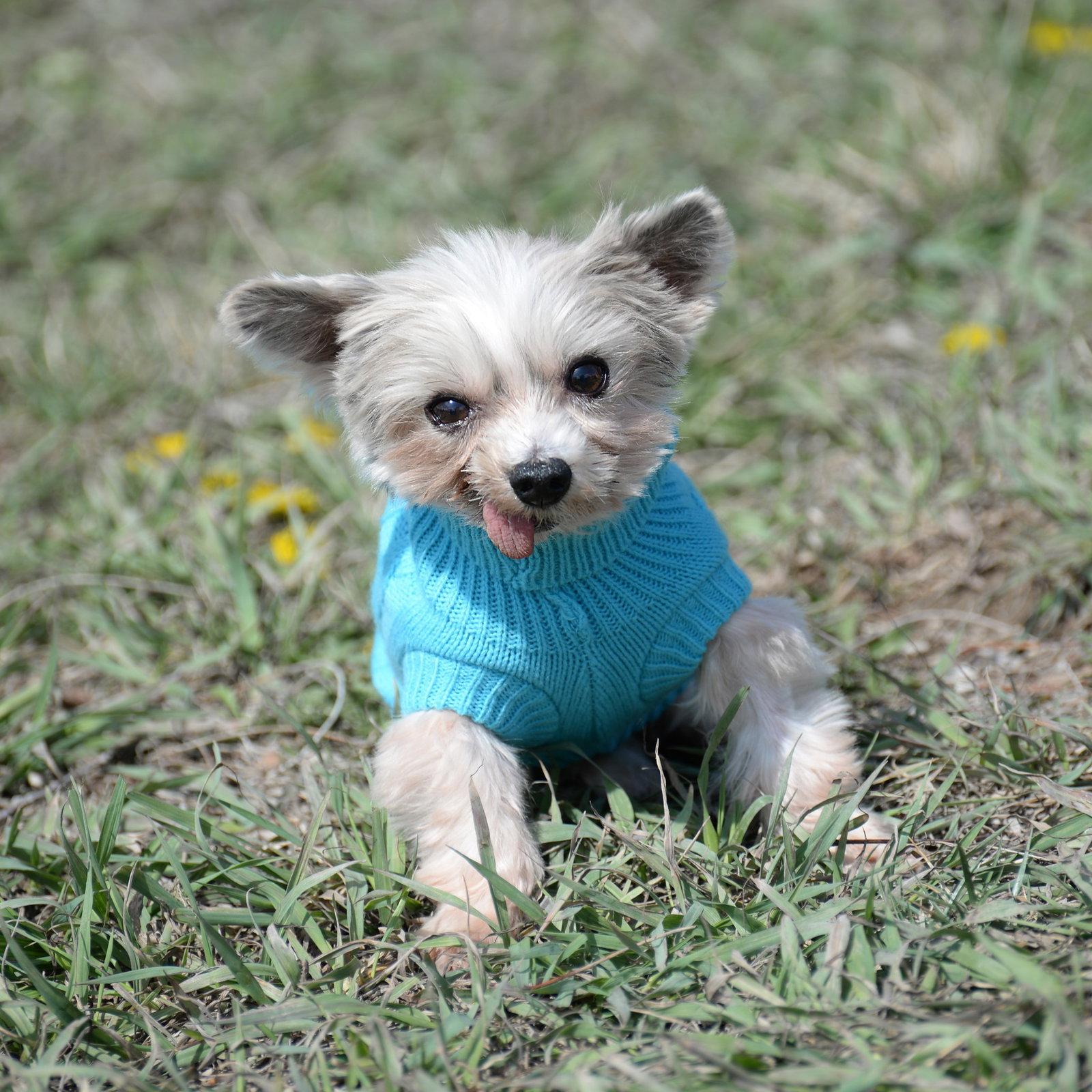 Enlarge Gilligan, a Adoptable Yorkshire Terrier in Gretna, NE image 3/3