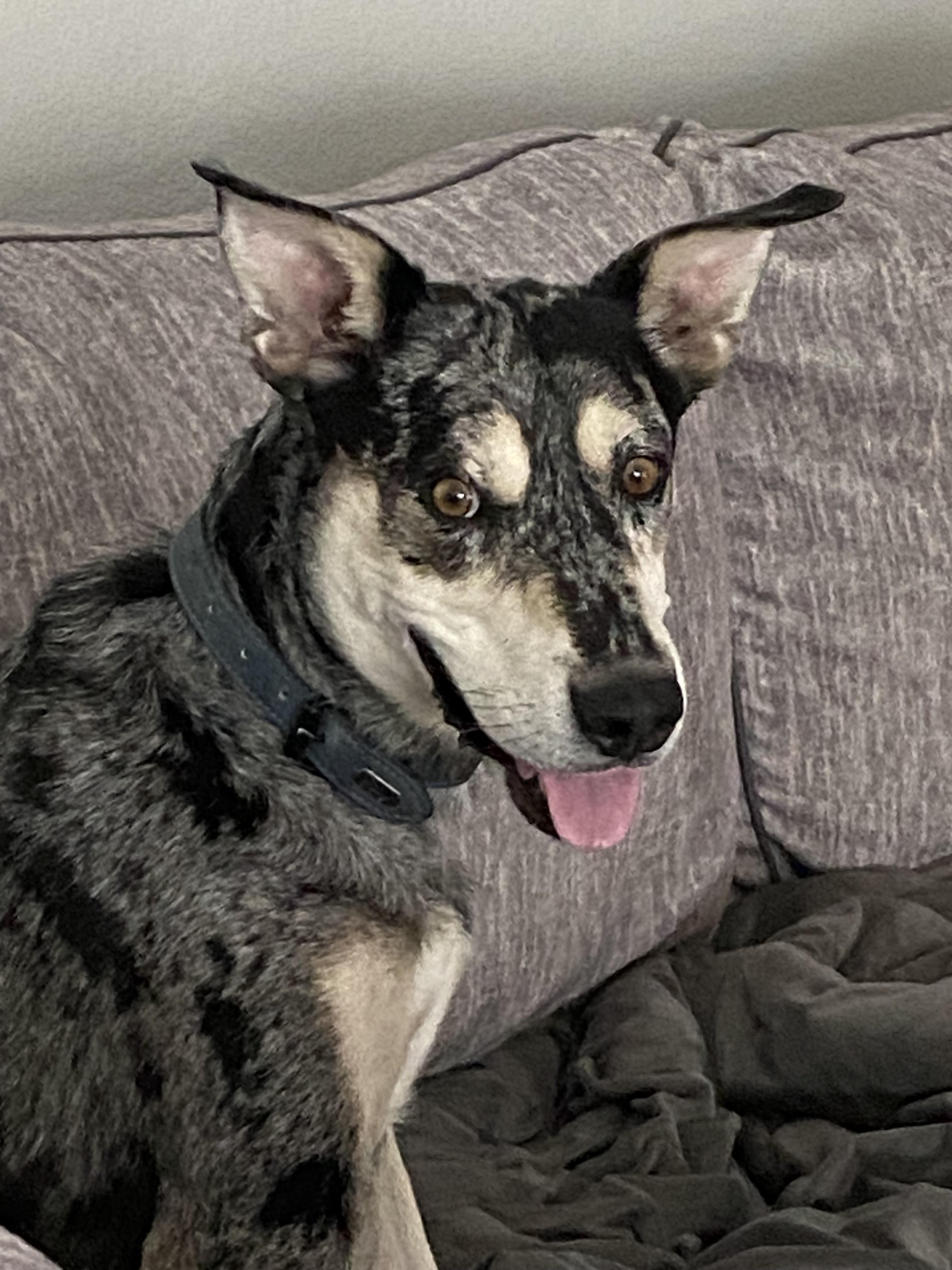 Enlarge Bugs - Courtesy Listing, a Adoptable mixed breed image 2/5