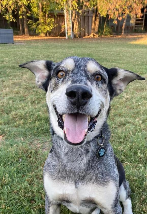 Enlarge Bugs - Courtesy Listing, a Adoptable mixed breed image 1/5