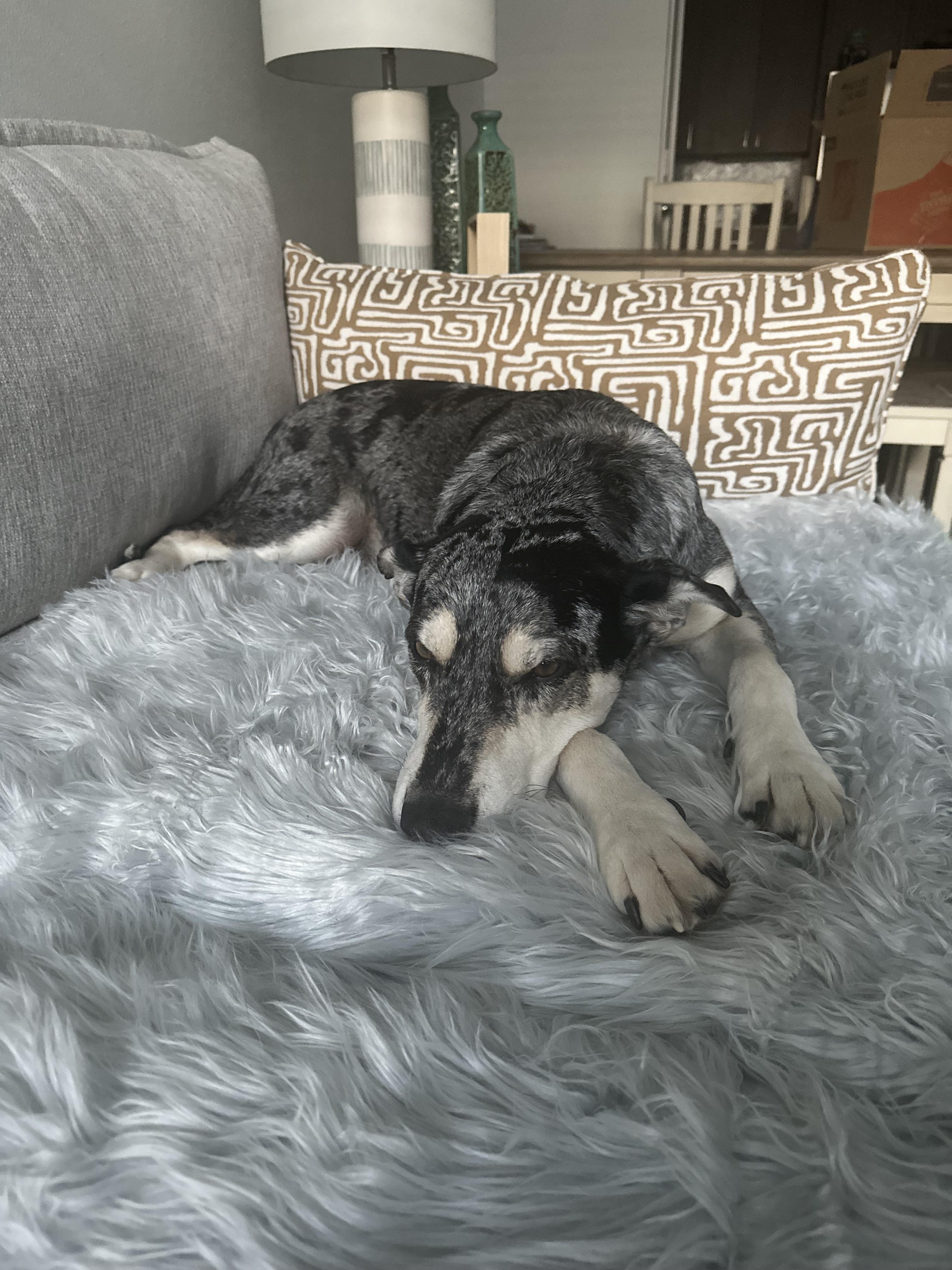 Enlarge Bugs - Courtesy Listing, a Adoptable mixed breed image 5/5