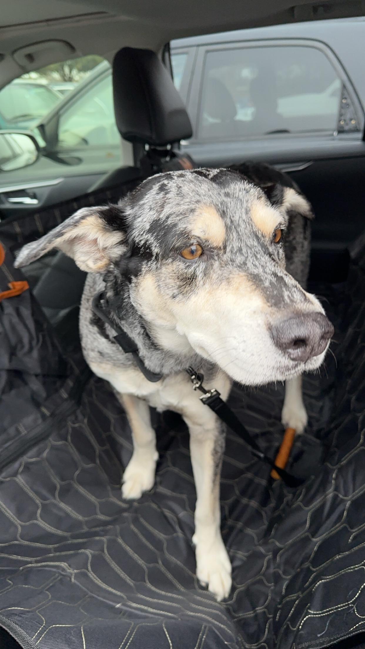 Enlarge Bugs - Courtesy Listing, a Adoptable mixed breed image 3/5