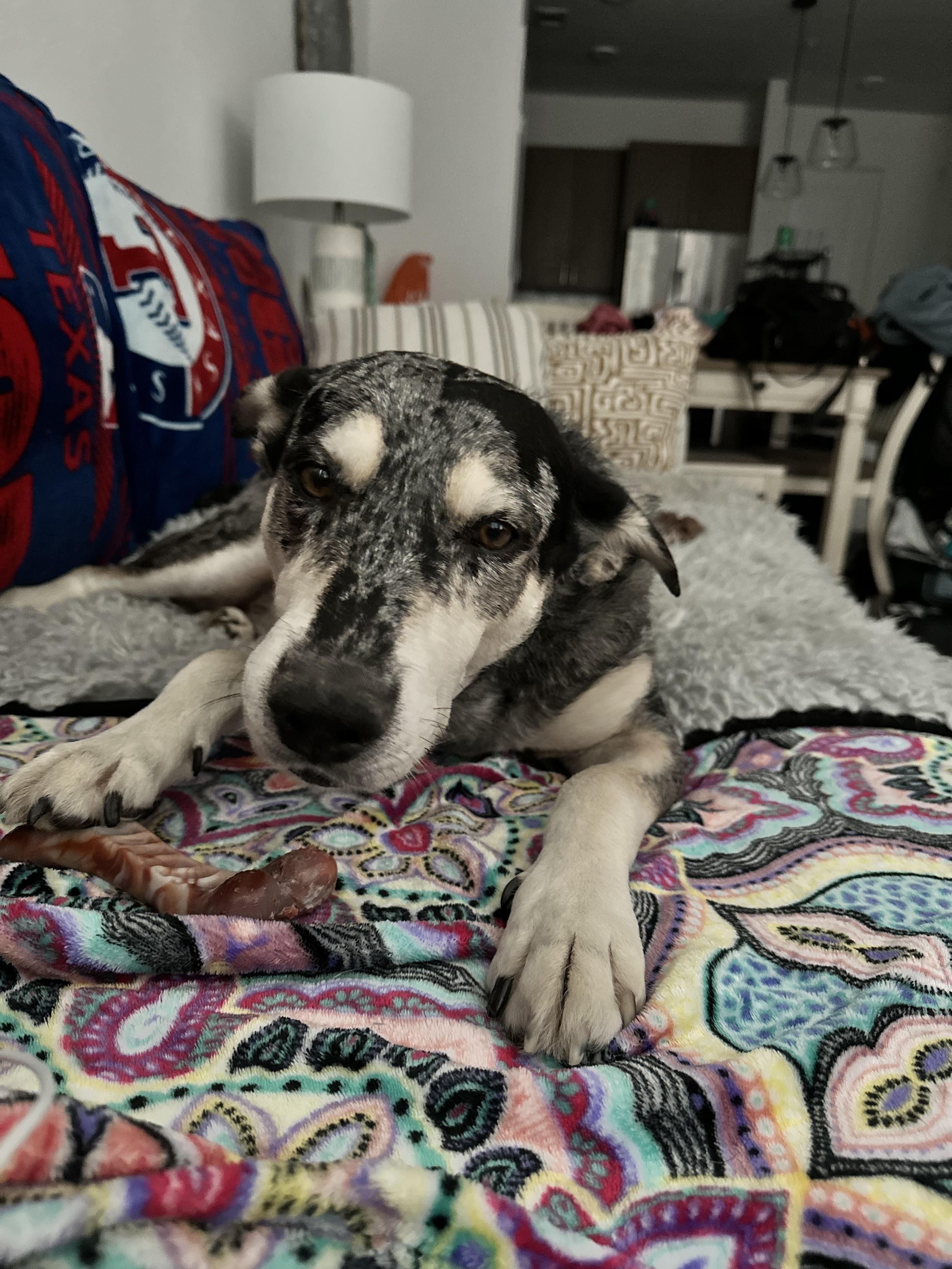 Enlarge Bugs - Courtesy Listing, a Adoptable mixed breed image 4/5