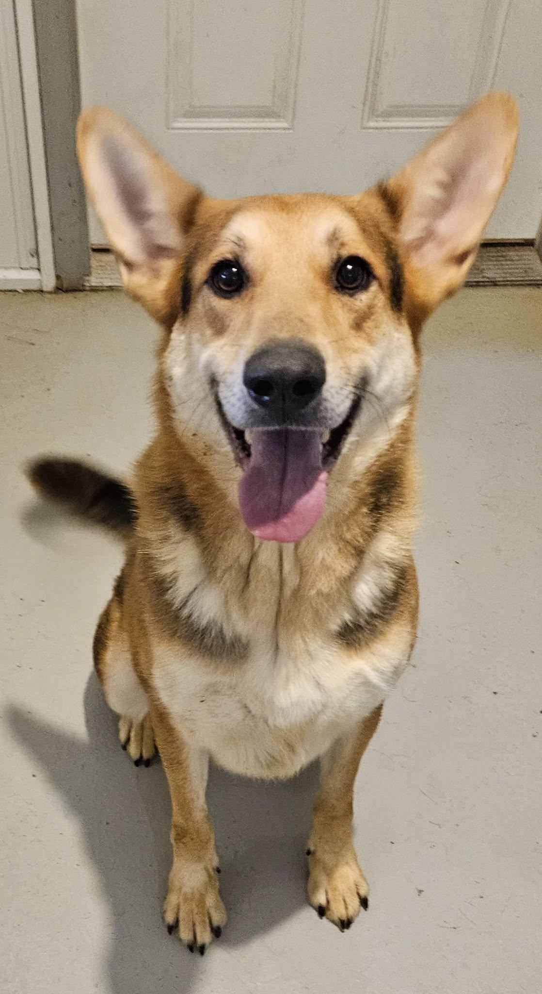 Enlarge Magnus, a Adoptable German Shepherd Dog in Hoopeston, IL image 1/6