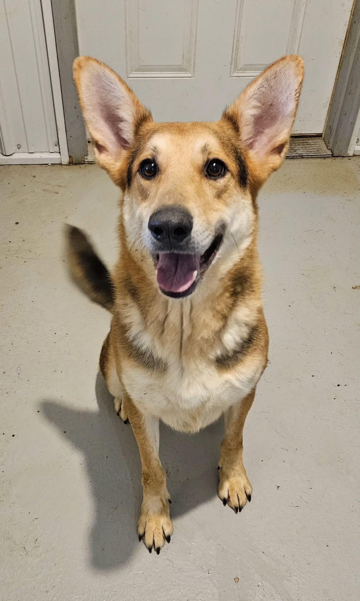 Enlarge Magnus, a Adoptable German Shepherd Dog in Hoopeston, IL image 2/6