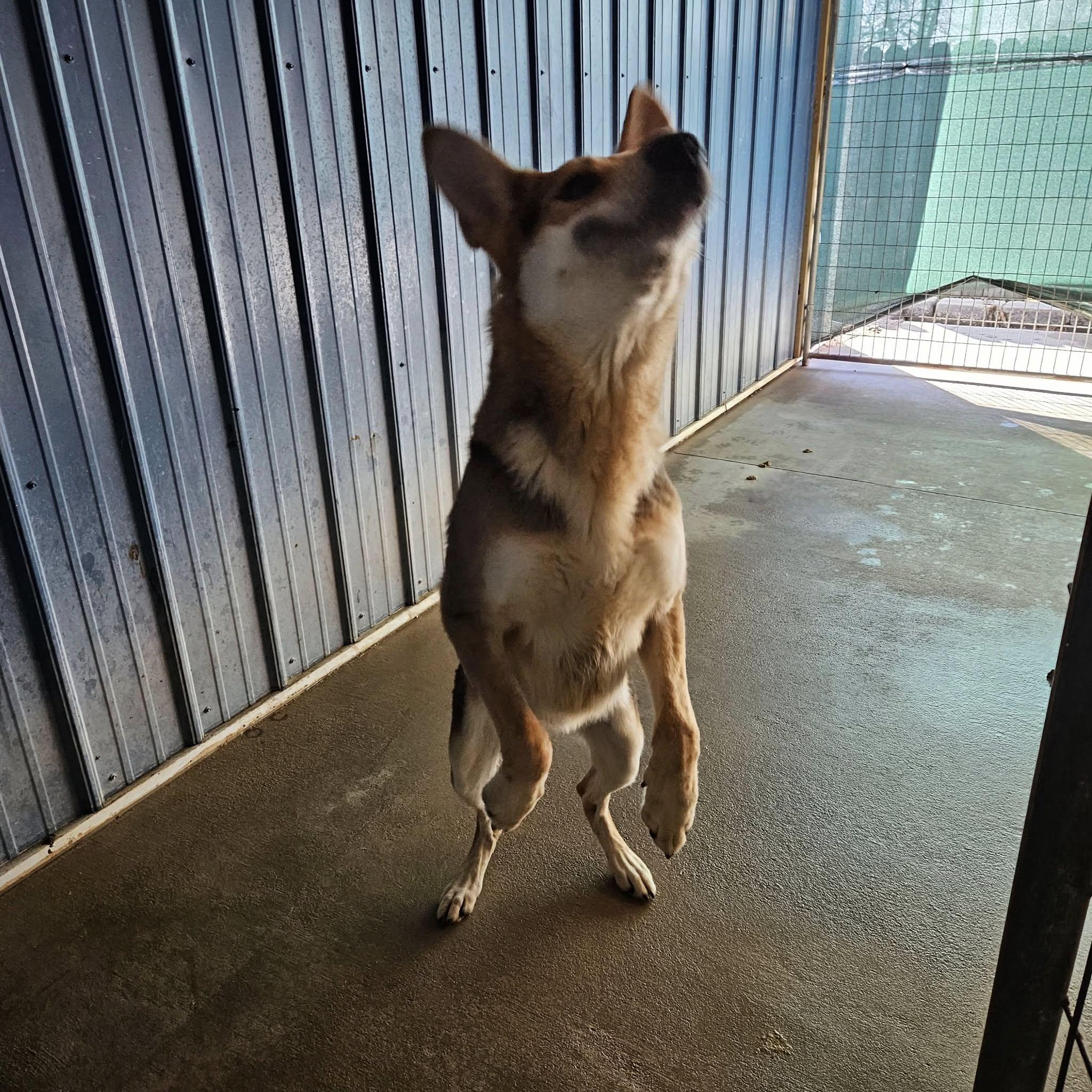 Enlarge Magnus, a Adoptable German Shepherd Dog in Hoopeston, IL image 3/6