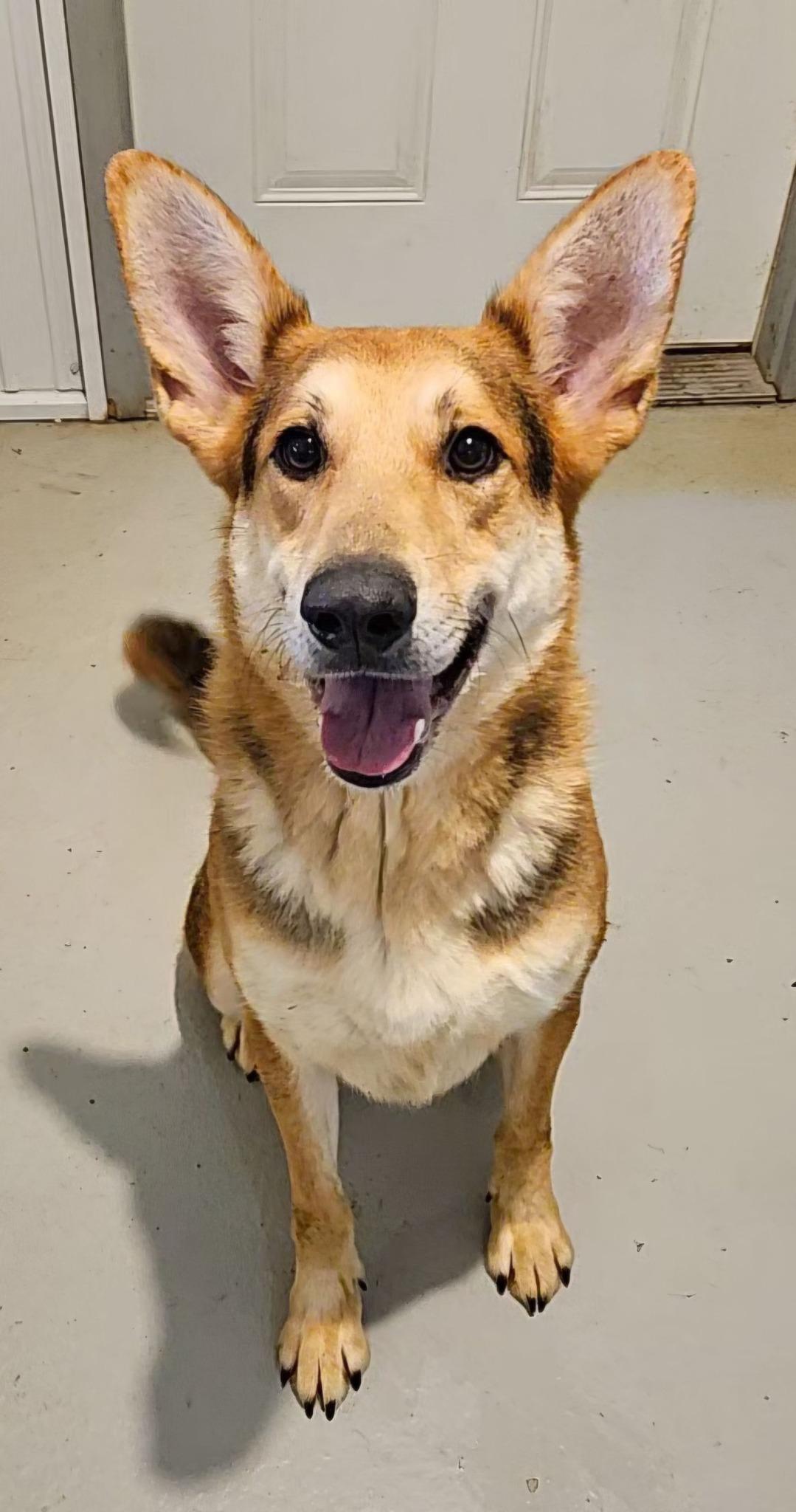 Enlarge Magnus, a Adoptable German Shepherd Dog in Hoopeston, IL image 4/6
