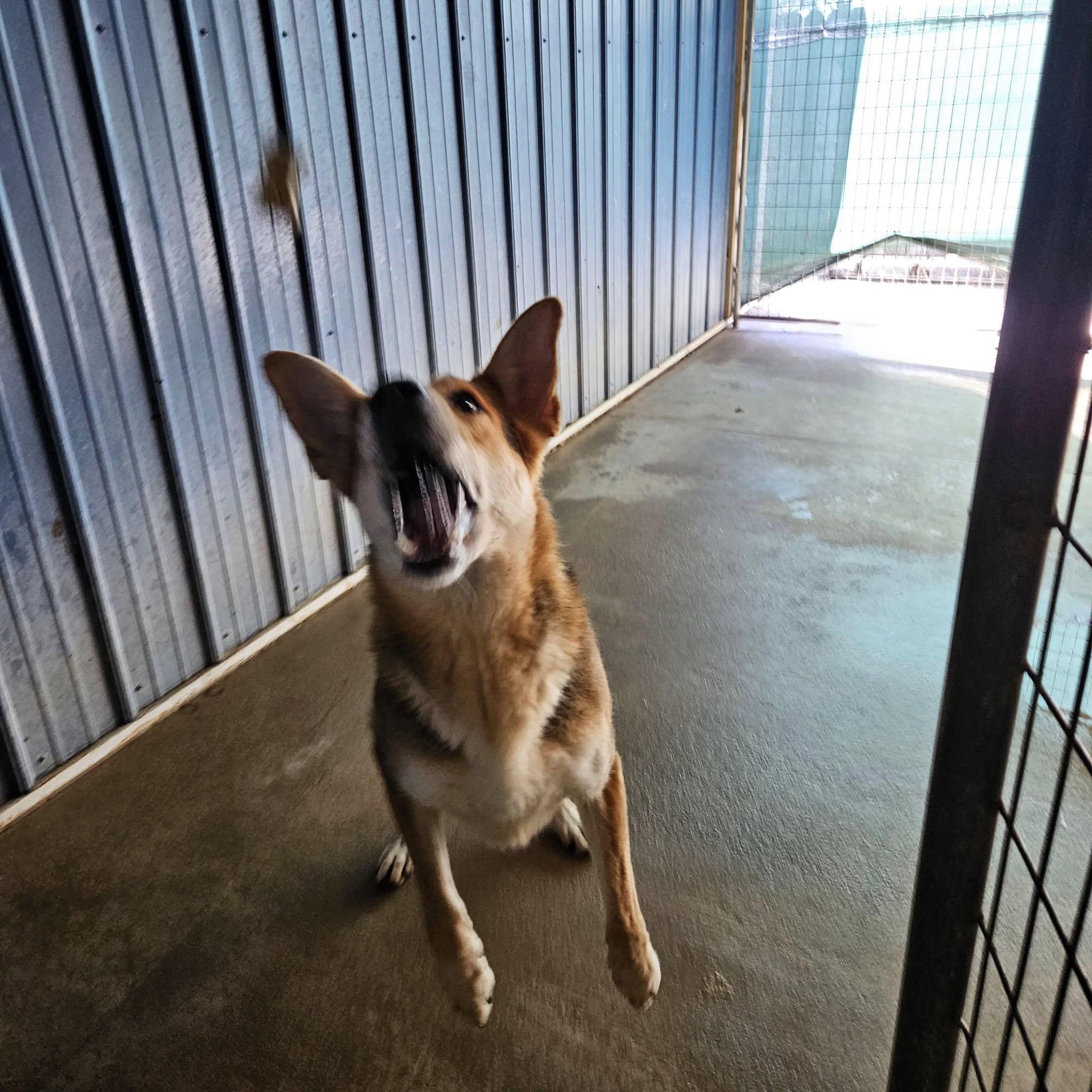 Enlarge Magnus, a Adoptable German Shepherd Dog in Hoopeston, IL image 5/6