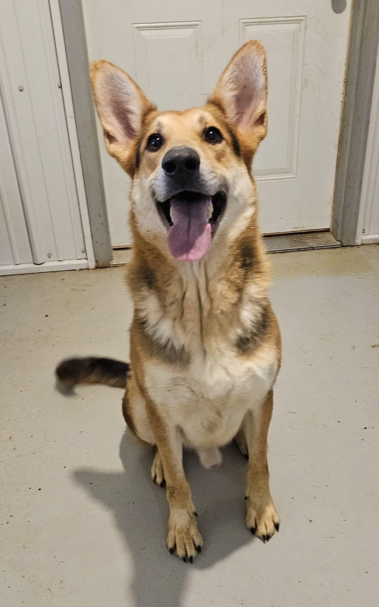 Enlarge Magnus, a Adoptable German Shepherd Dog in Hoopeston, IL image 6/6