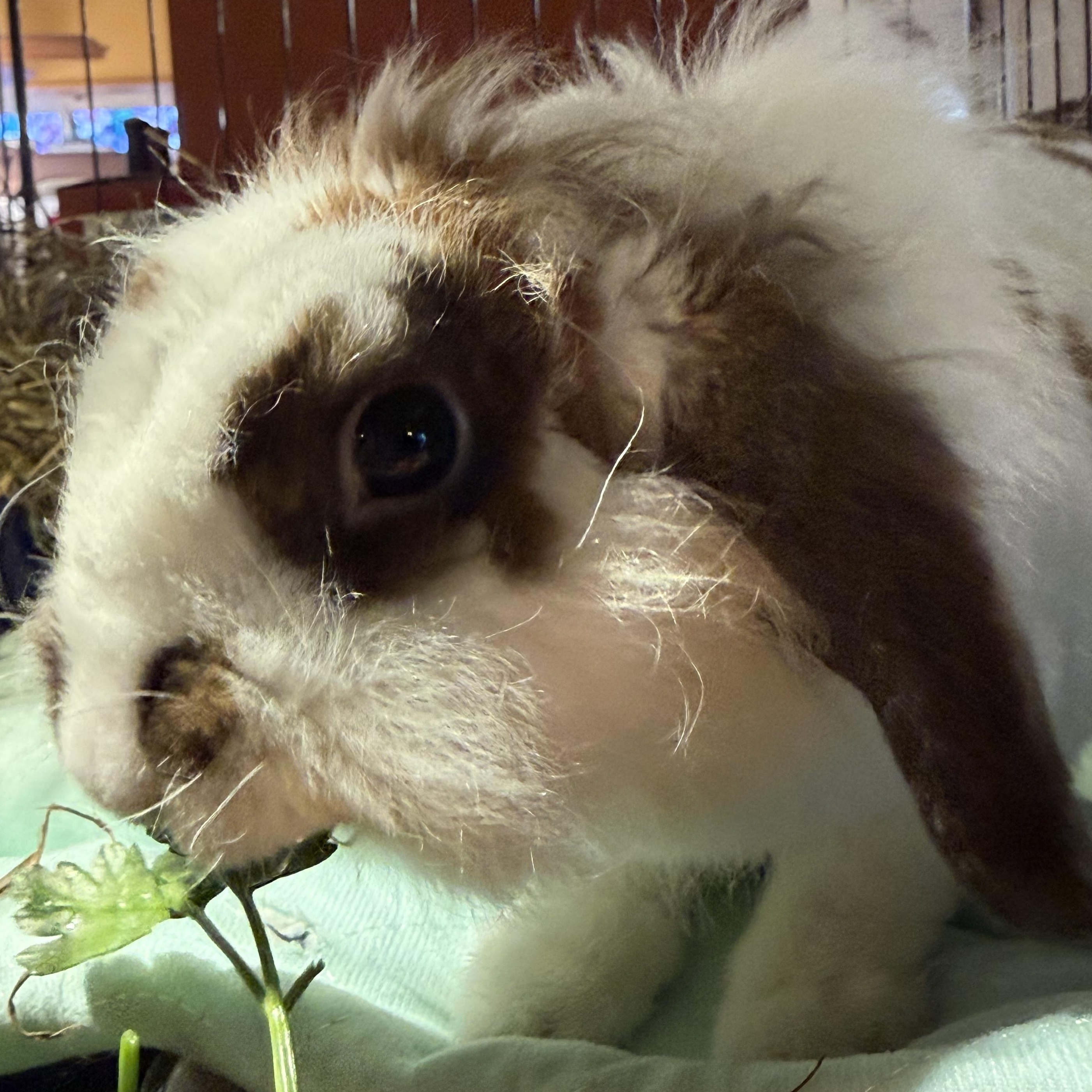 Tribble, ADOPTABLE, Young Female Holland Lop.