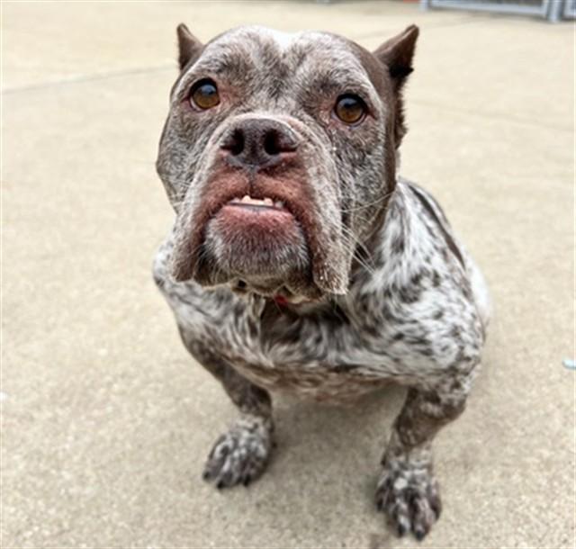 Enlarge BUTTERFLY, a Adoptable mixed breed in Aurora, IL image 1/1