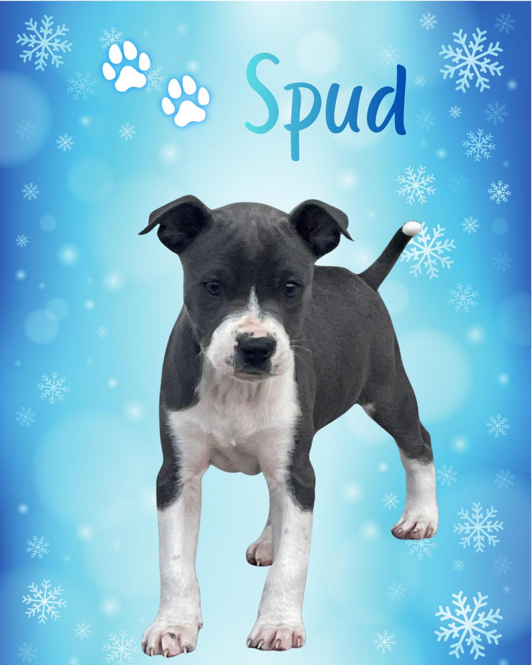 Enlarge Spud, an adopted mixed breed in Wilmington, NC image 1/1