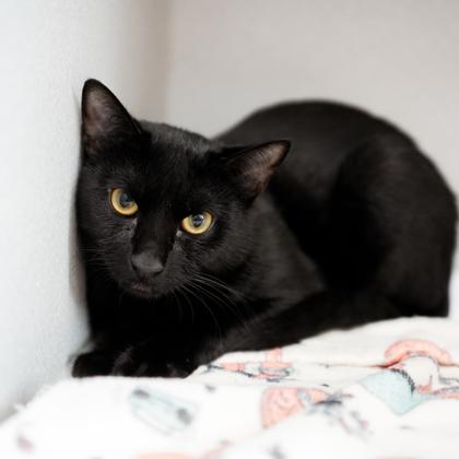 Enlarge Isaiah, a Adoptable mixed breed in Atlanta, GA image 1/1