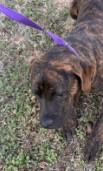 Enlarge Flint, an adoptable mixed breed in Jenks, OK image 1/1