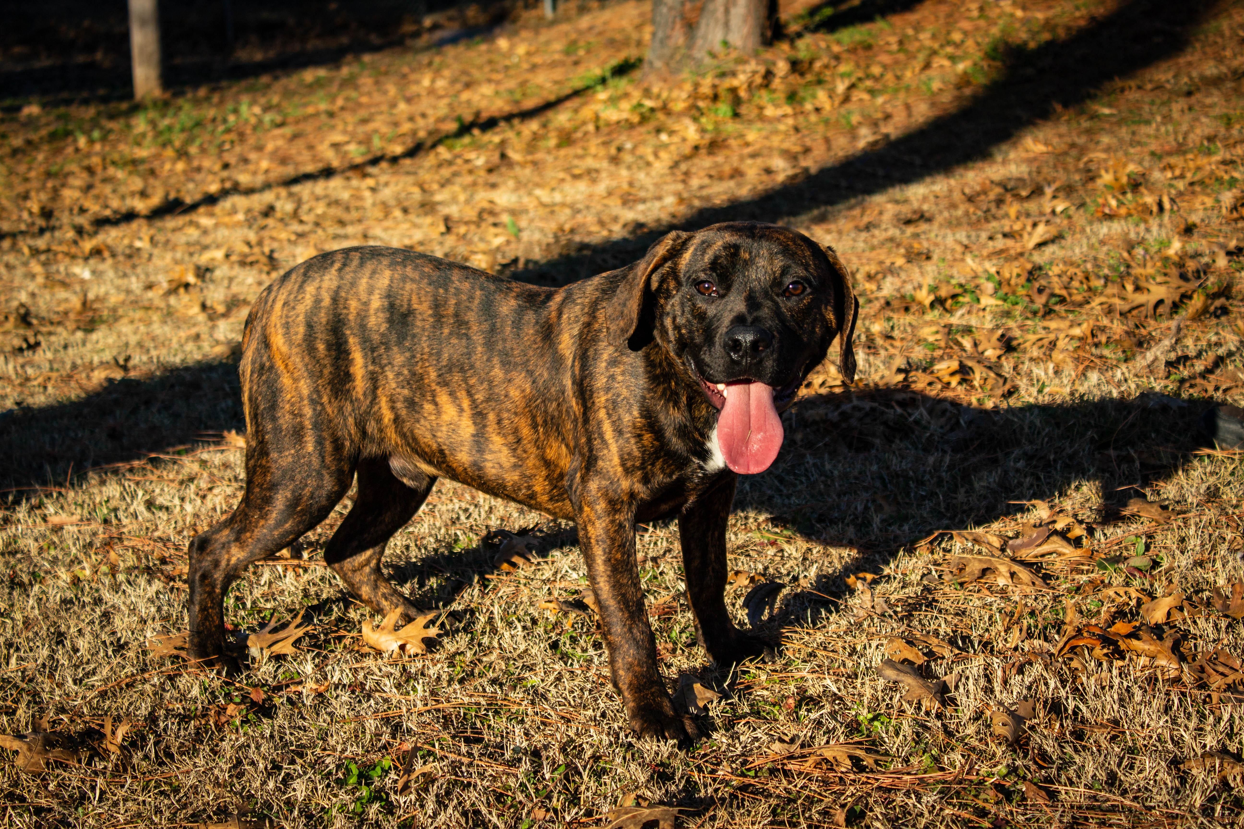 Enlarge Flint, an adoptable mixed breed in Jenks, OK image 1/1