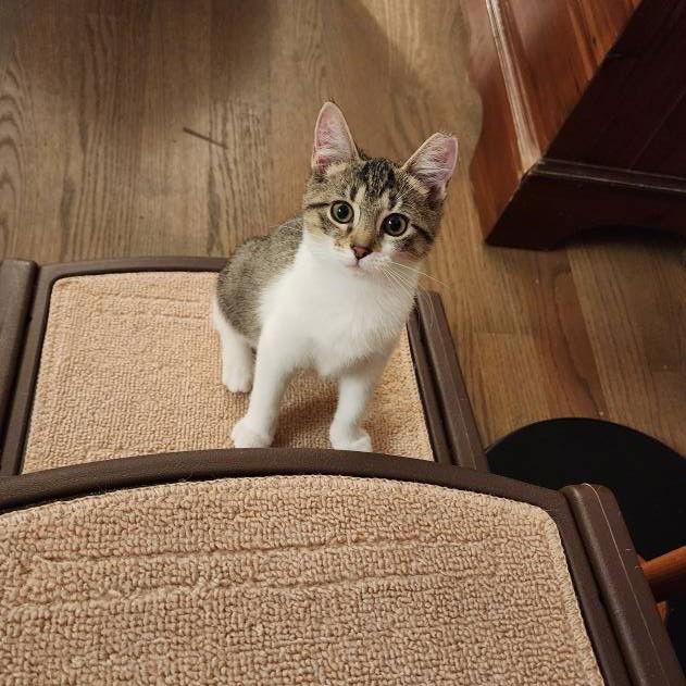 Enlarge Tottalina, a Adoptable Domestic Short Hair in Chicago, IL image 1/2