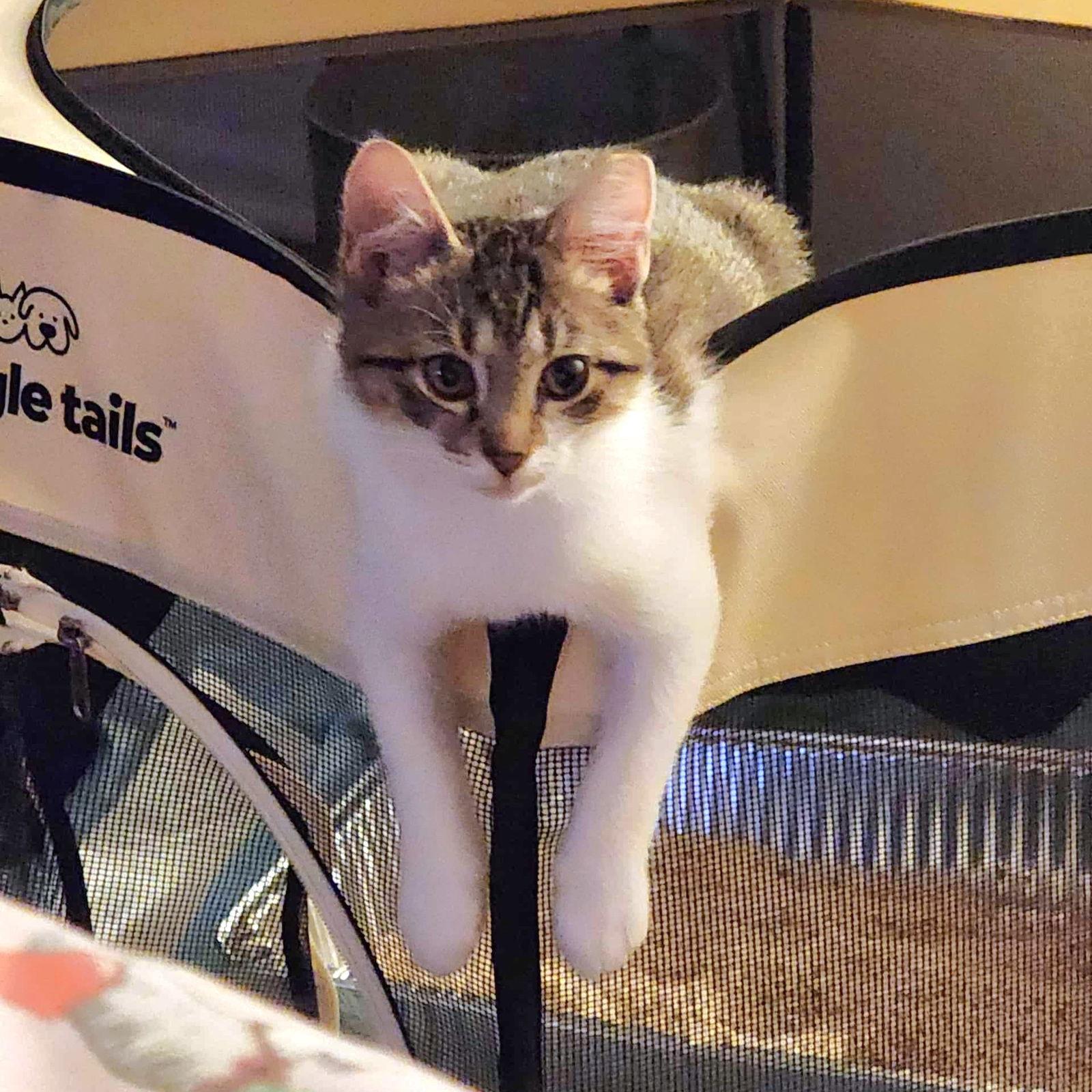 Tottalina, a Adoptable Domestic Short Hair in Chicago, IL image 2/2