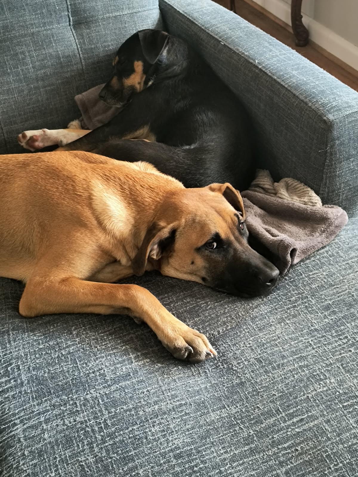 Toby, Adoptable, Young Male Black Mouth Cur.